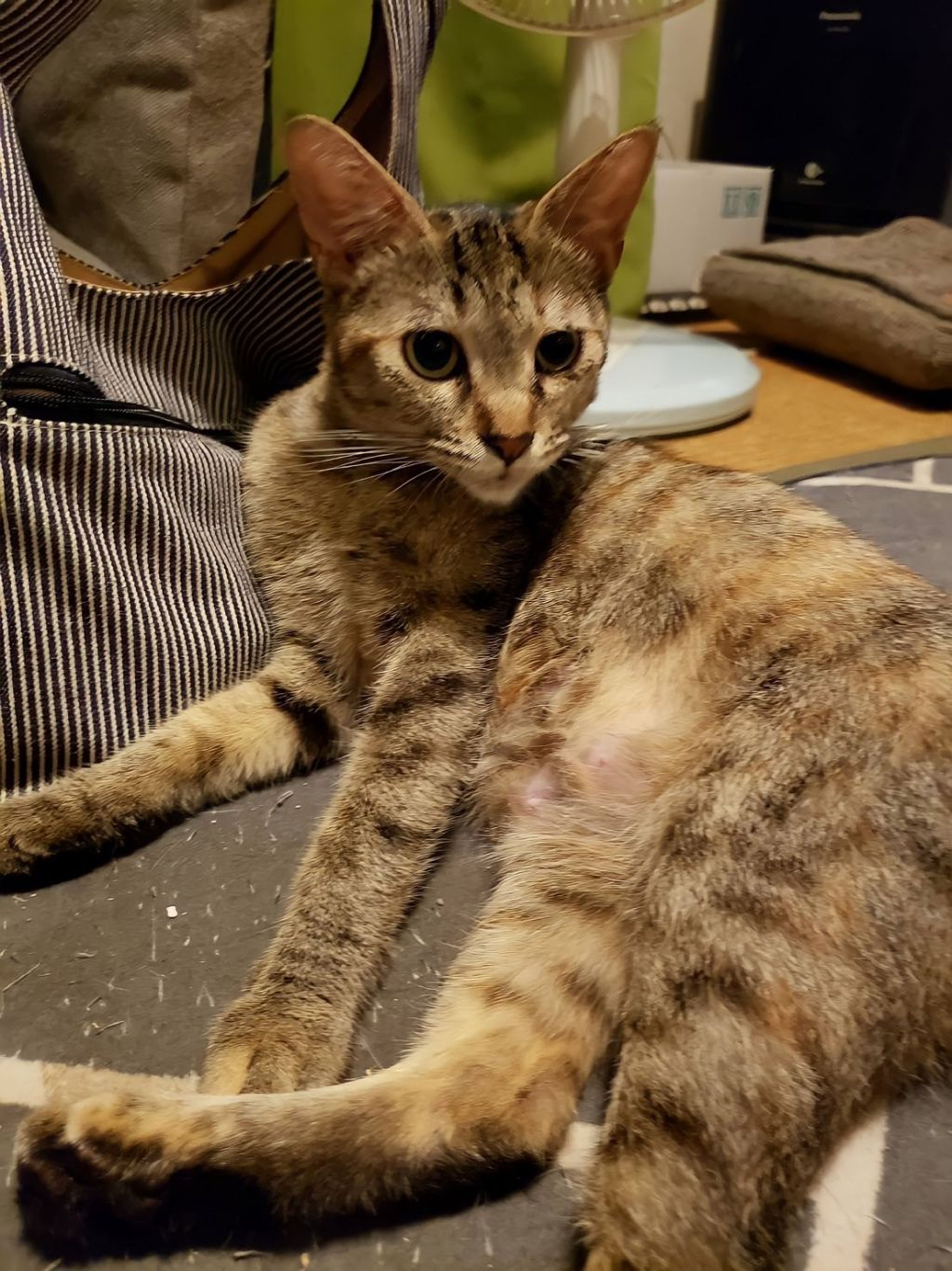 雑種（ミックス猫）・メスの里親募集の写真