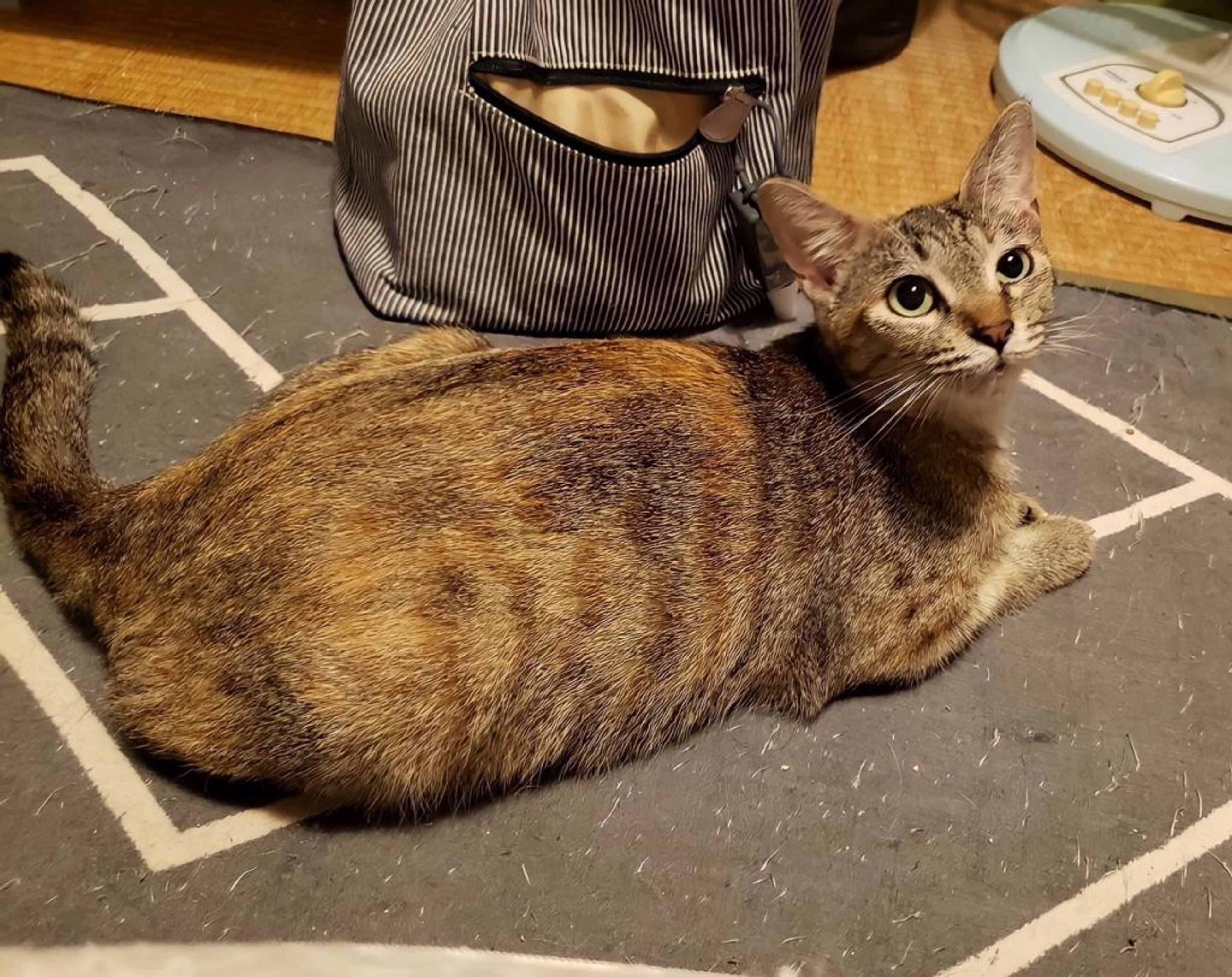 pet-image-2