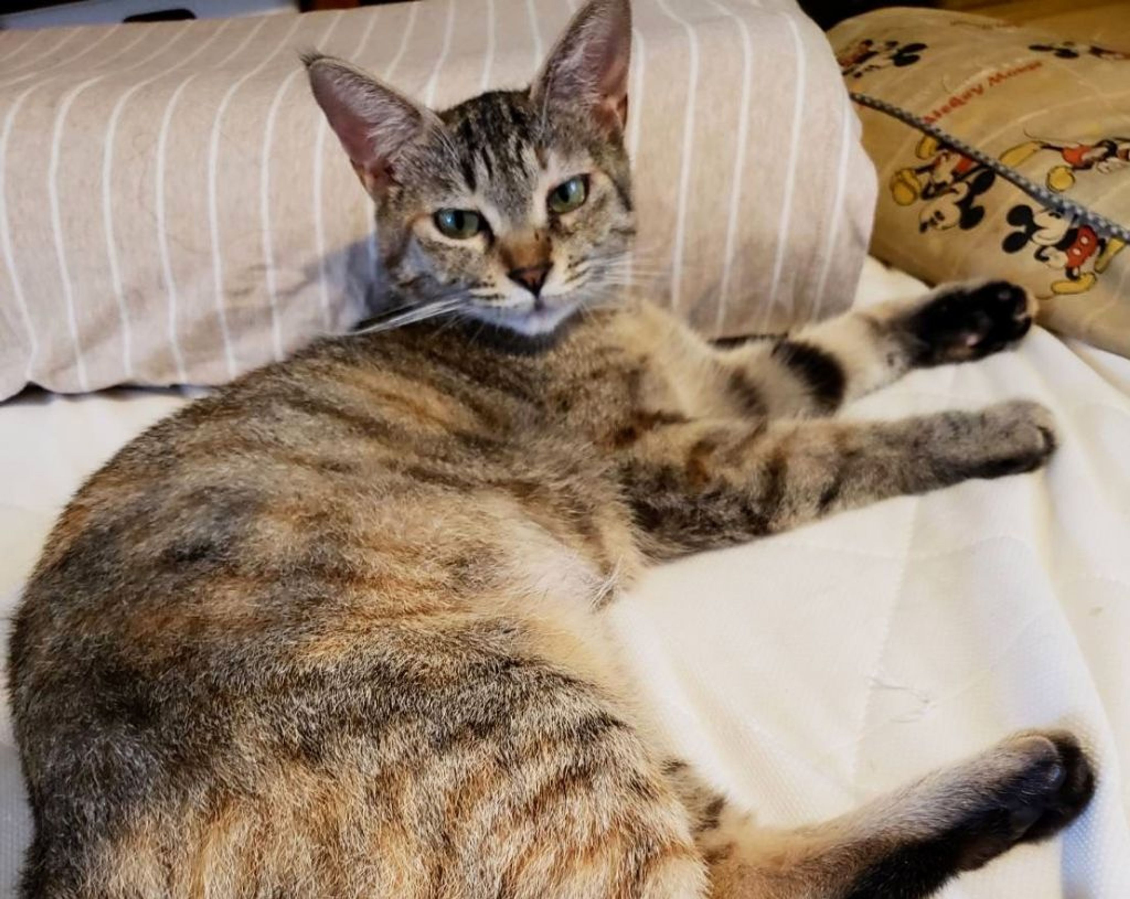 pet-image-3