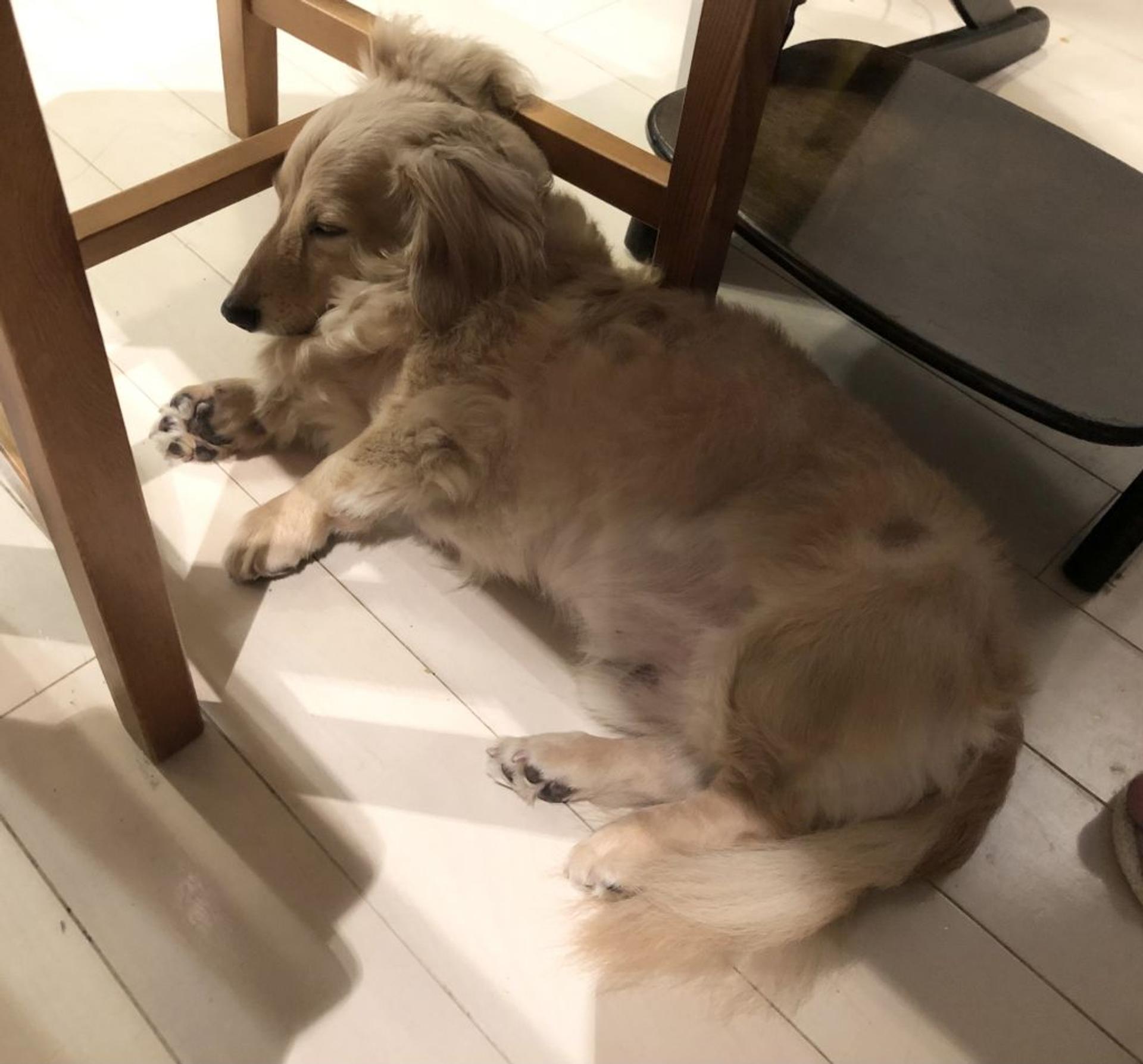 pet-image-5