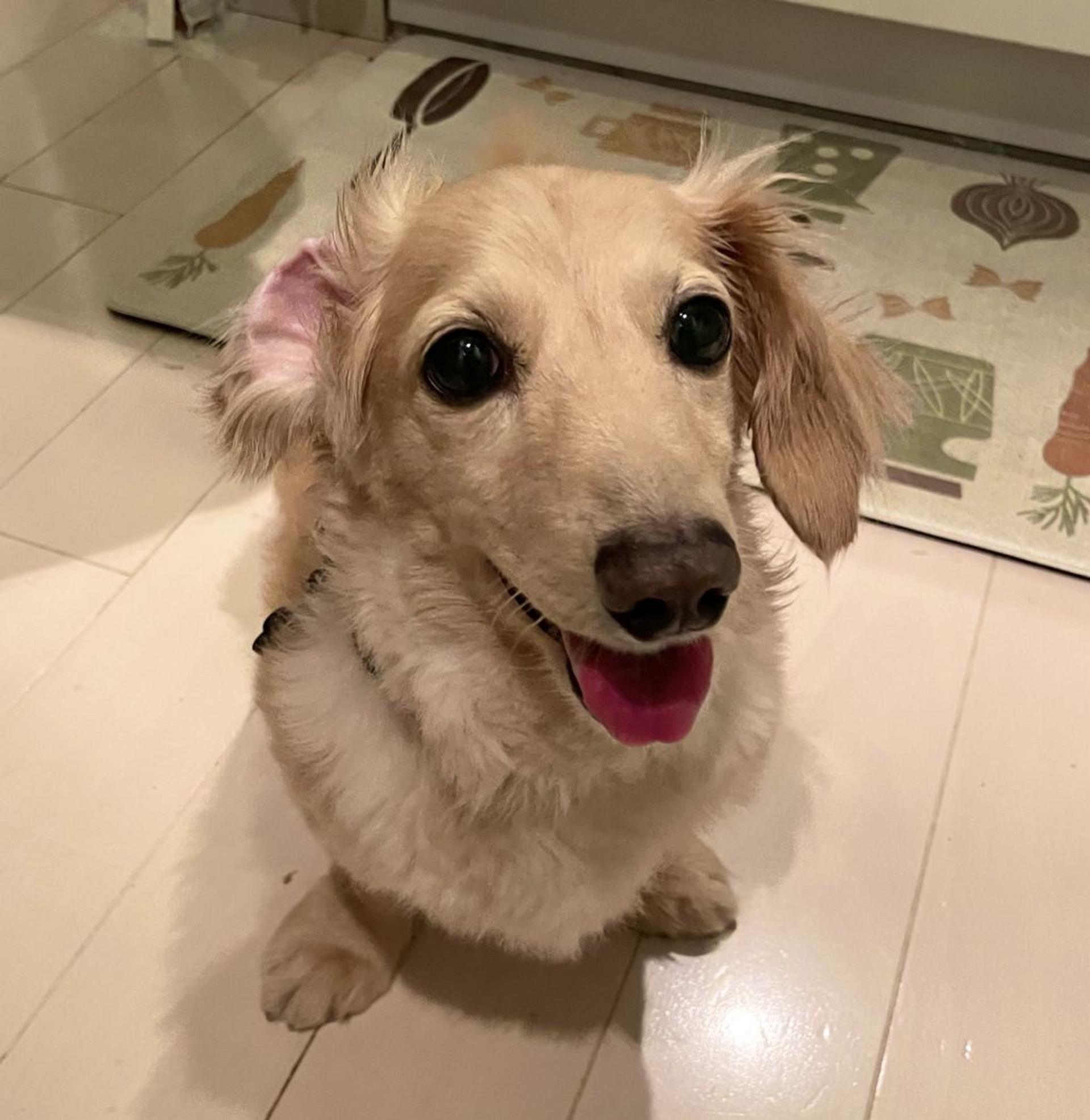 pet-image-7