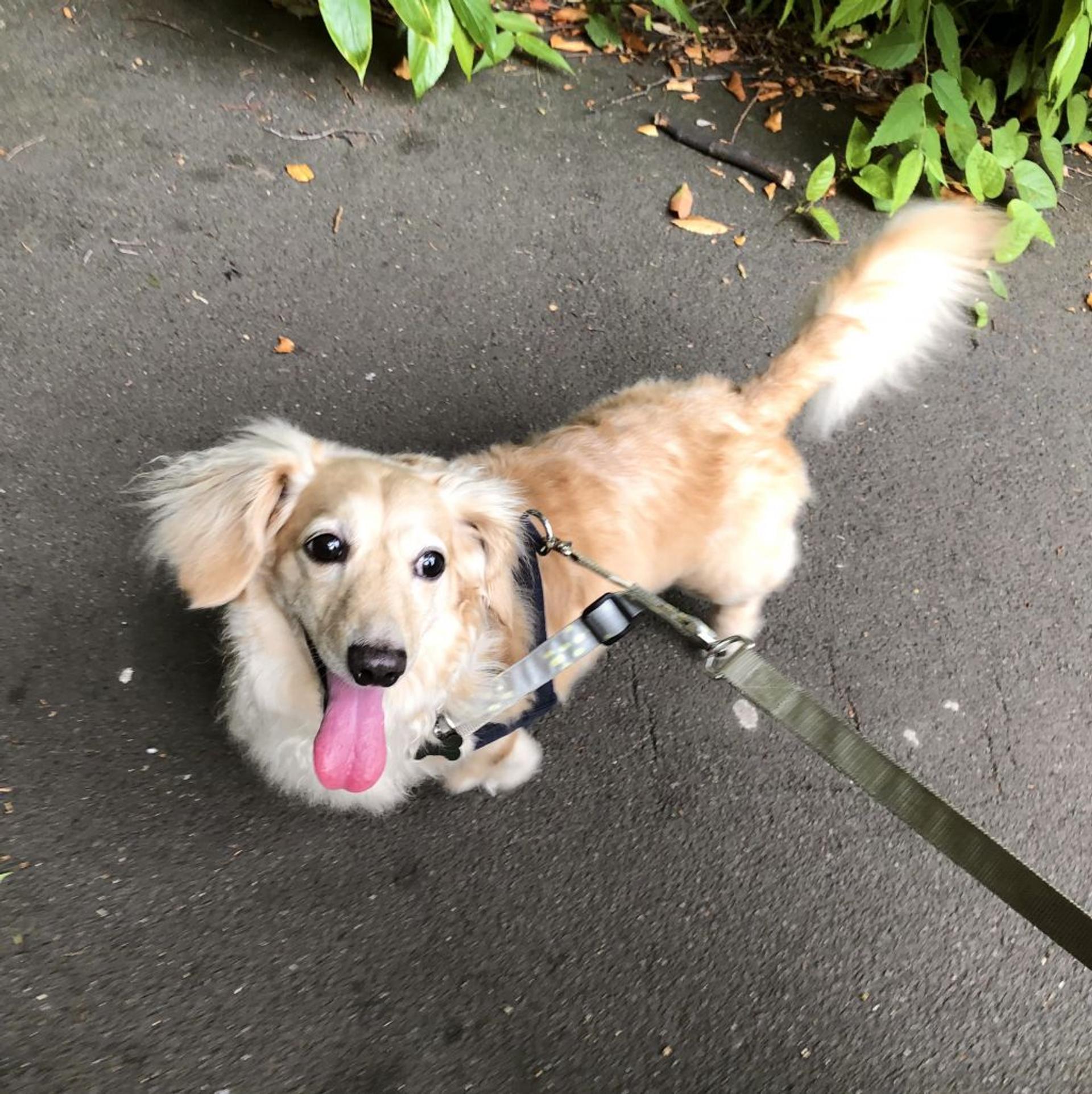 pet-image-8