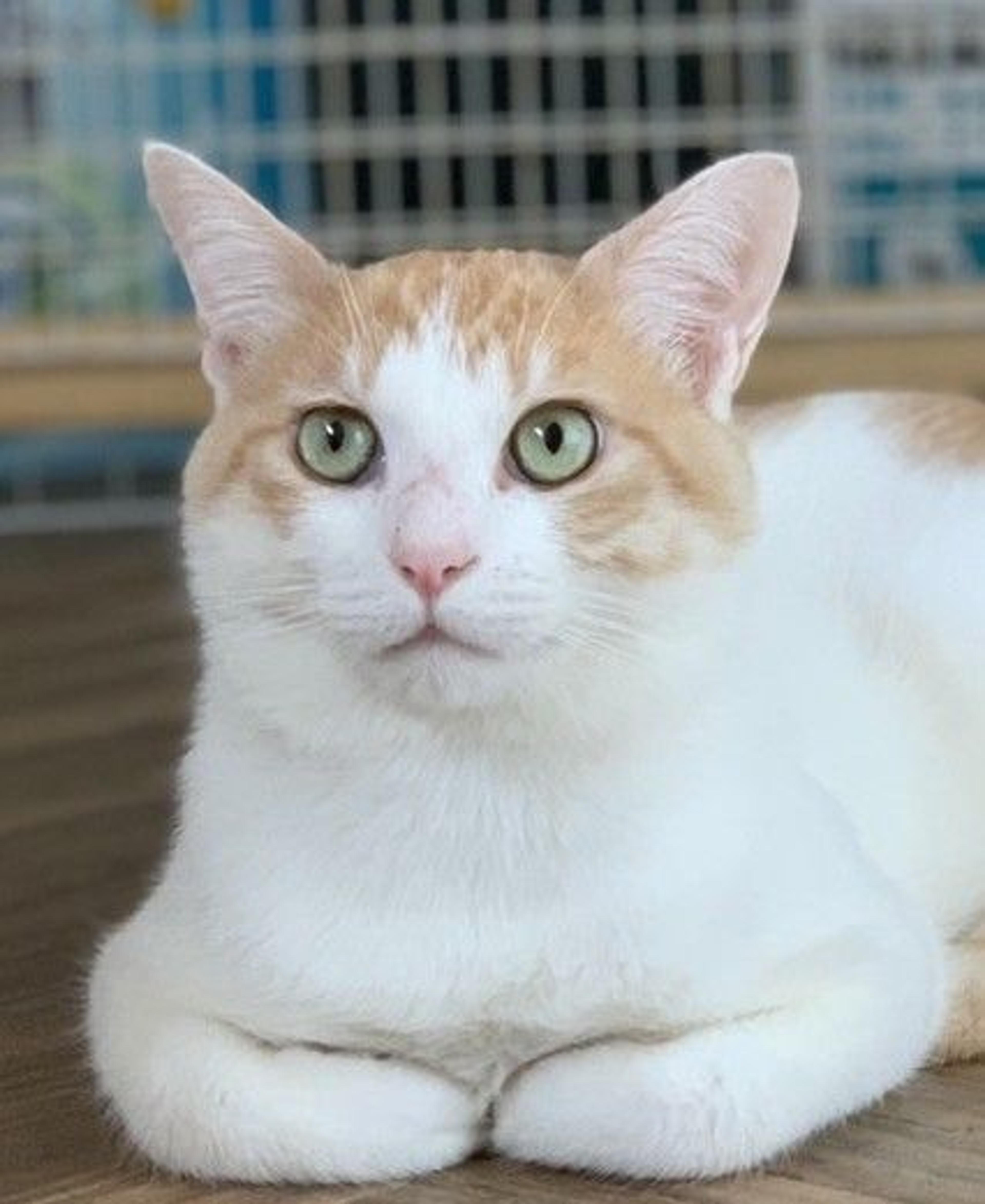pet-image-2
