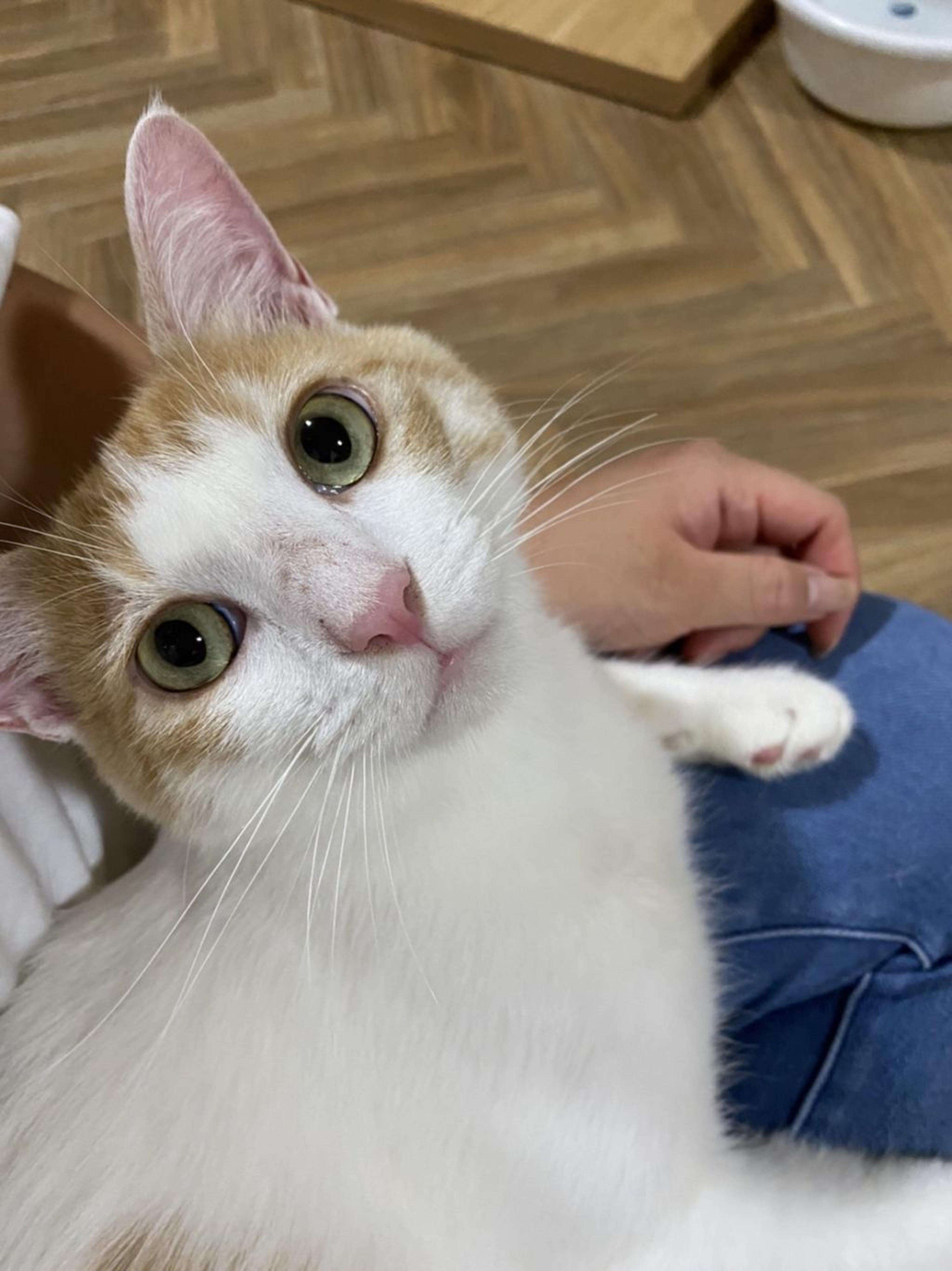 pet-image-3