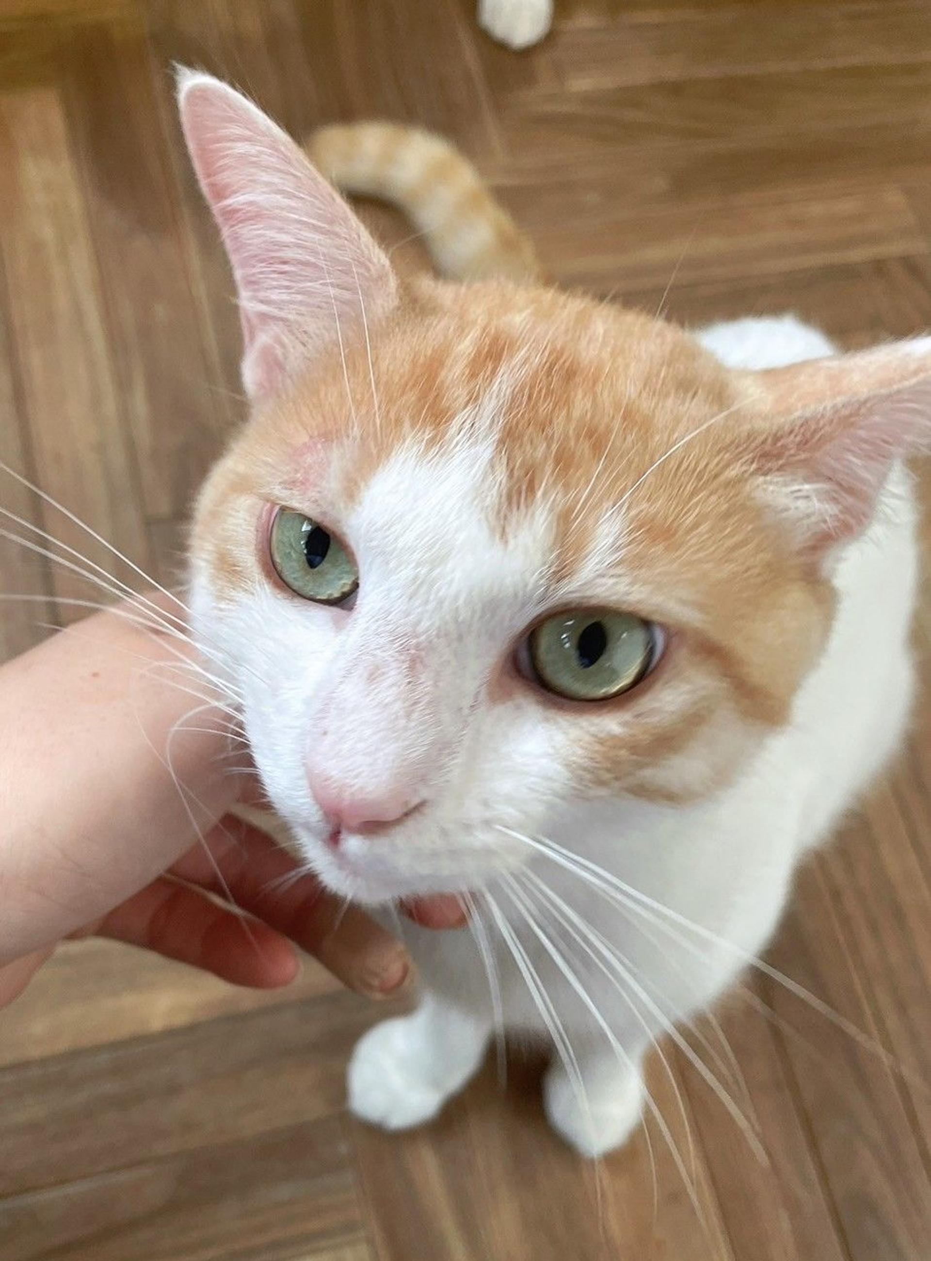 pet-image-4
