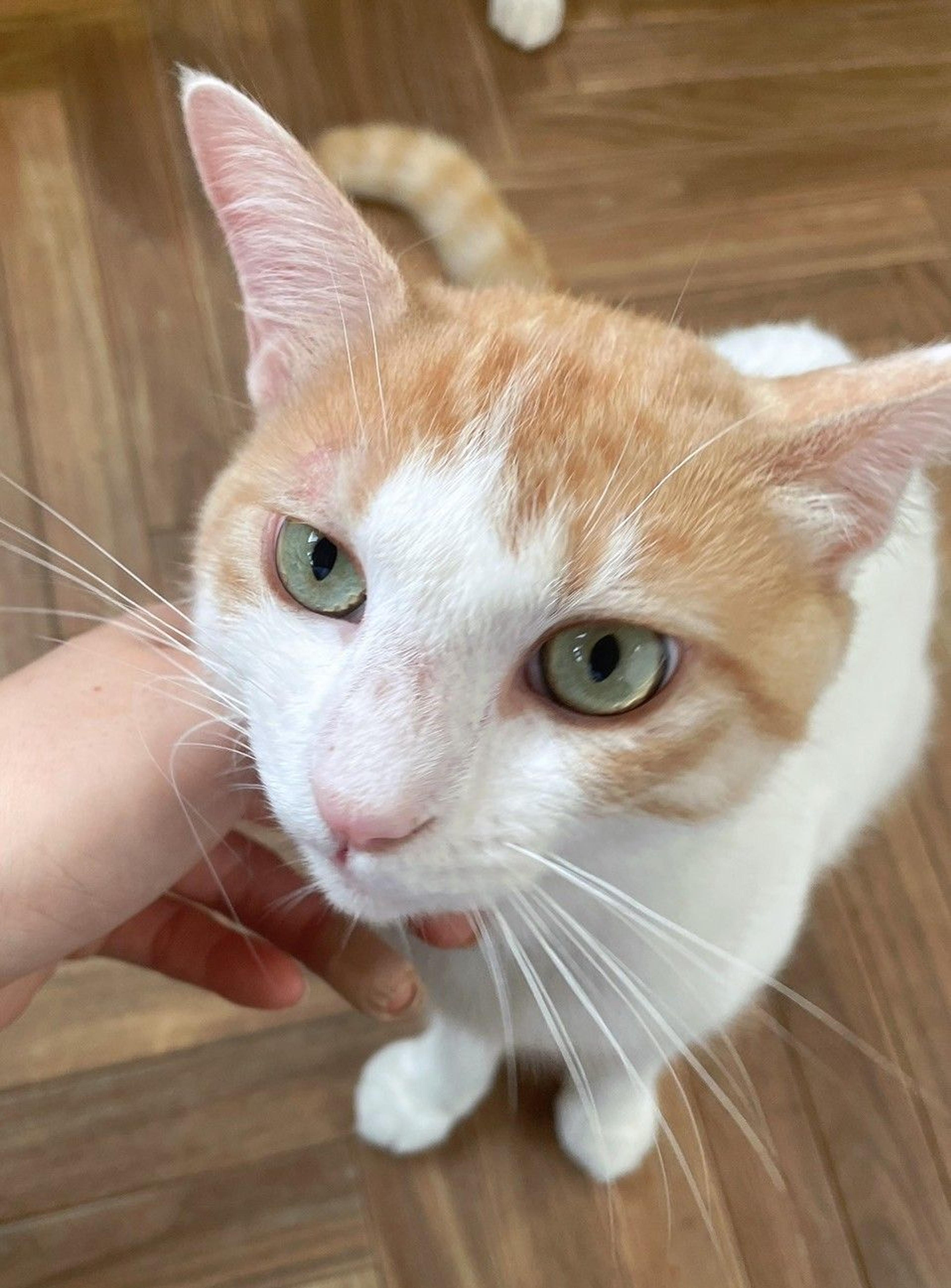 pet-image-4