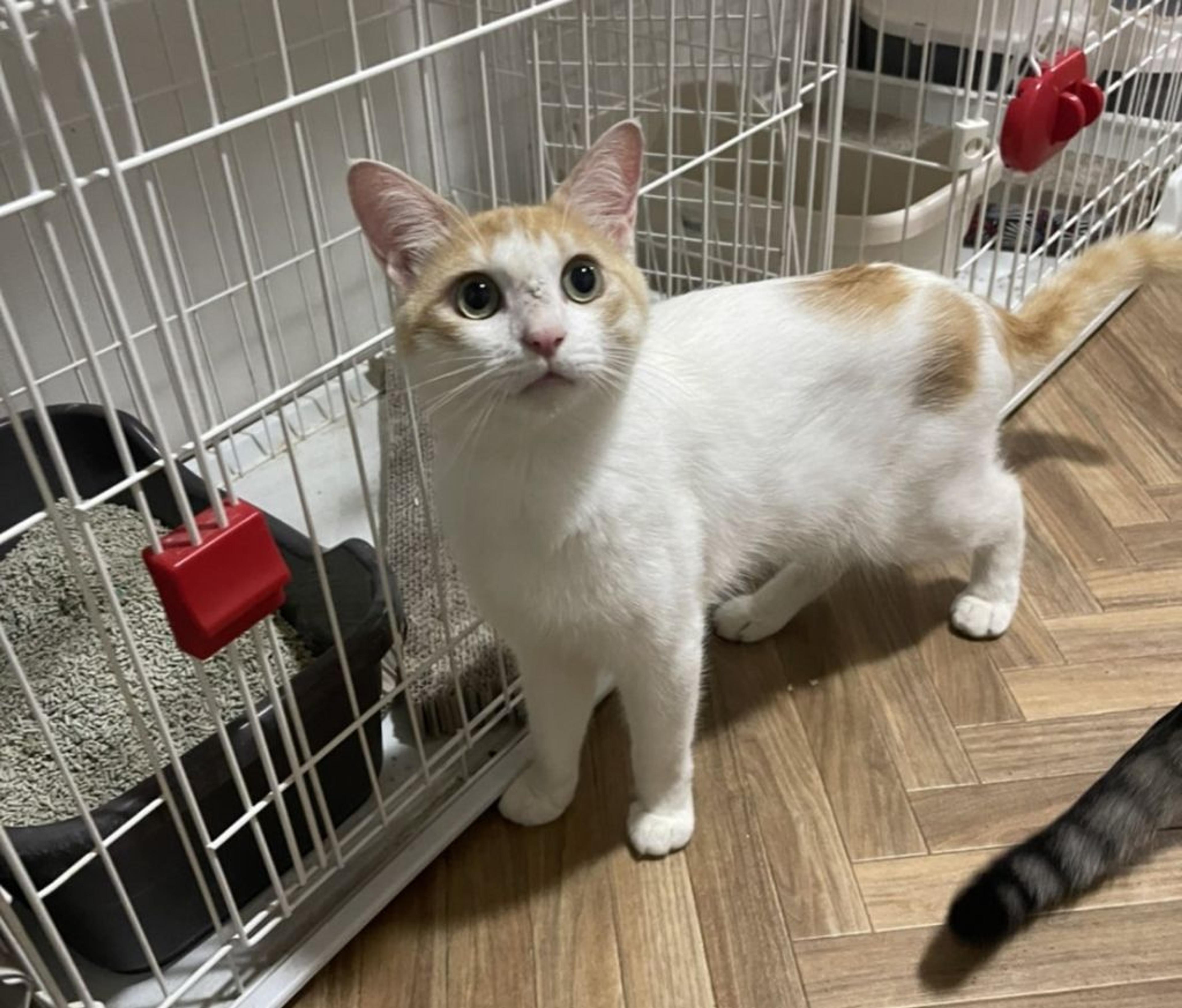 pet-image-5