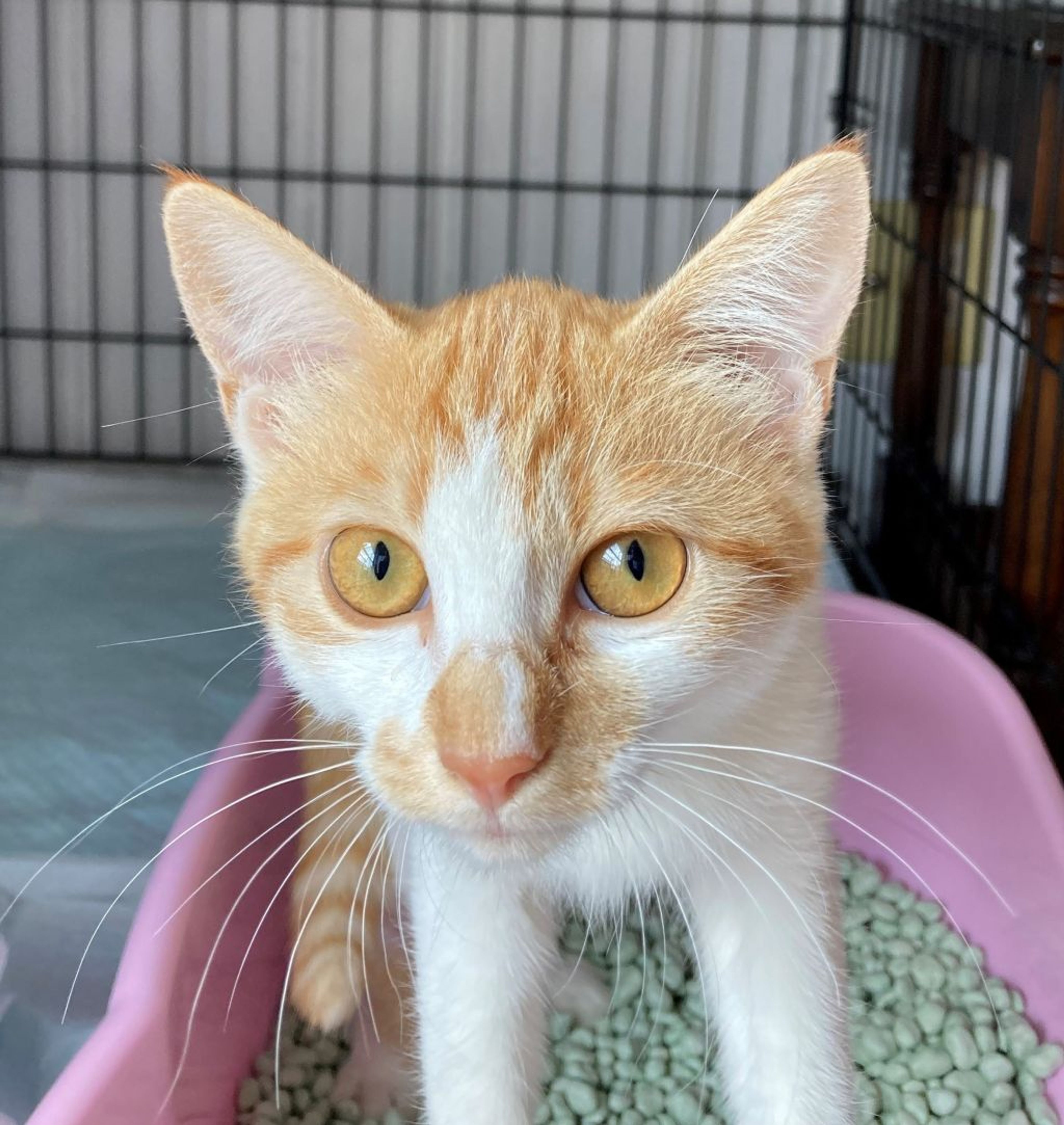 雑種（ミックス猫）・メスの里親募集の写真