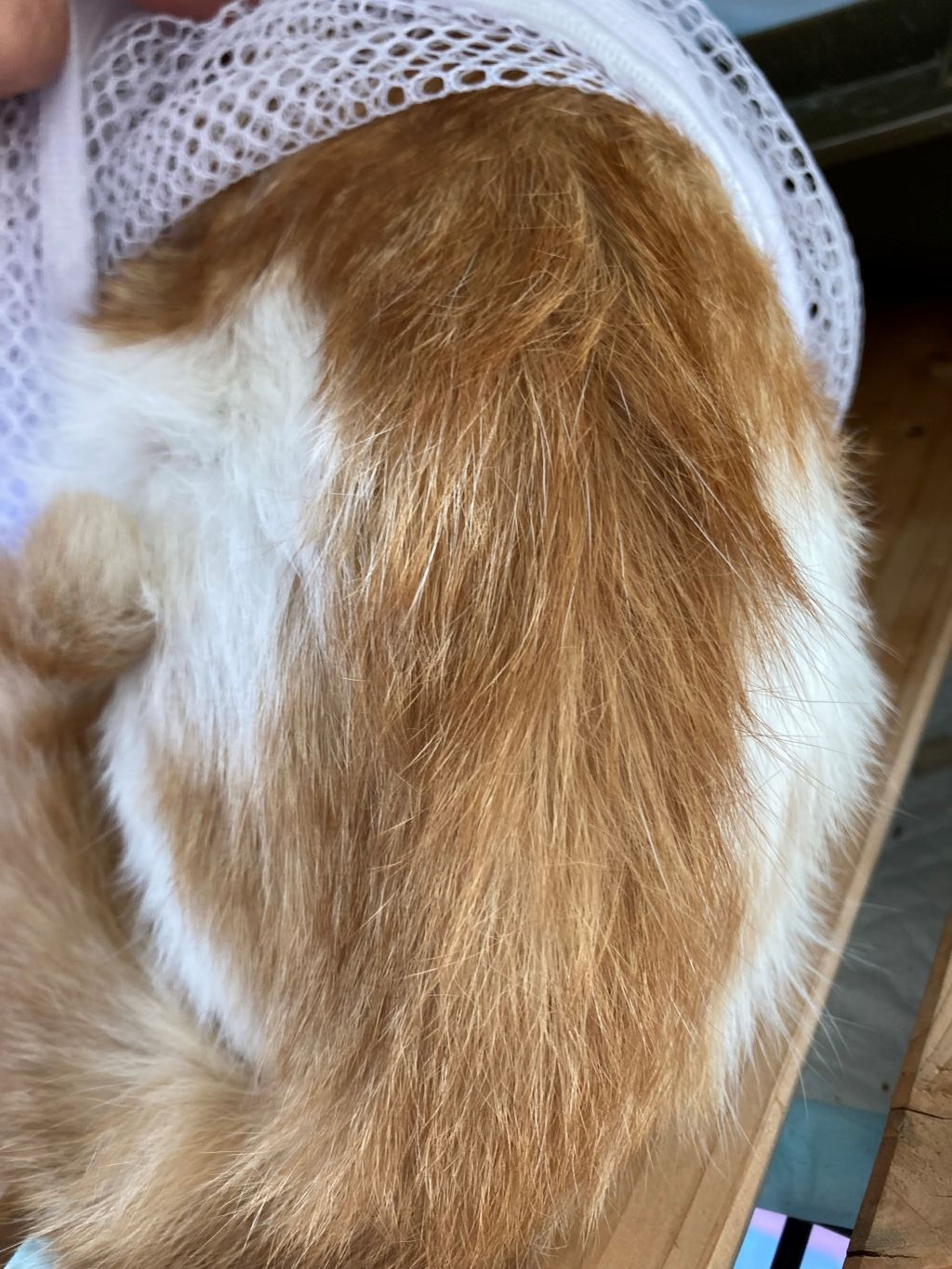 pet-image-3