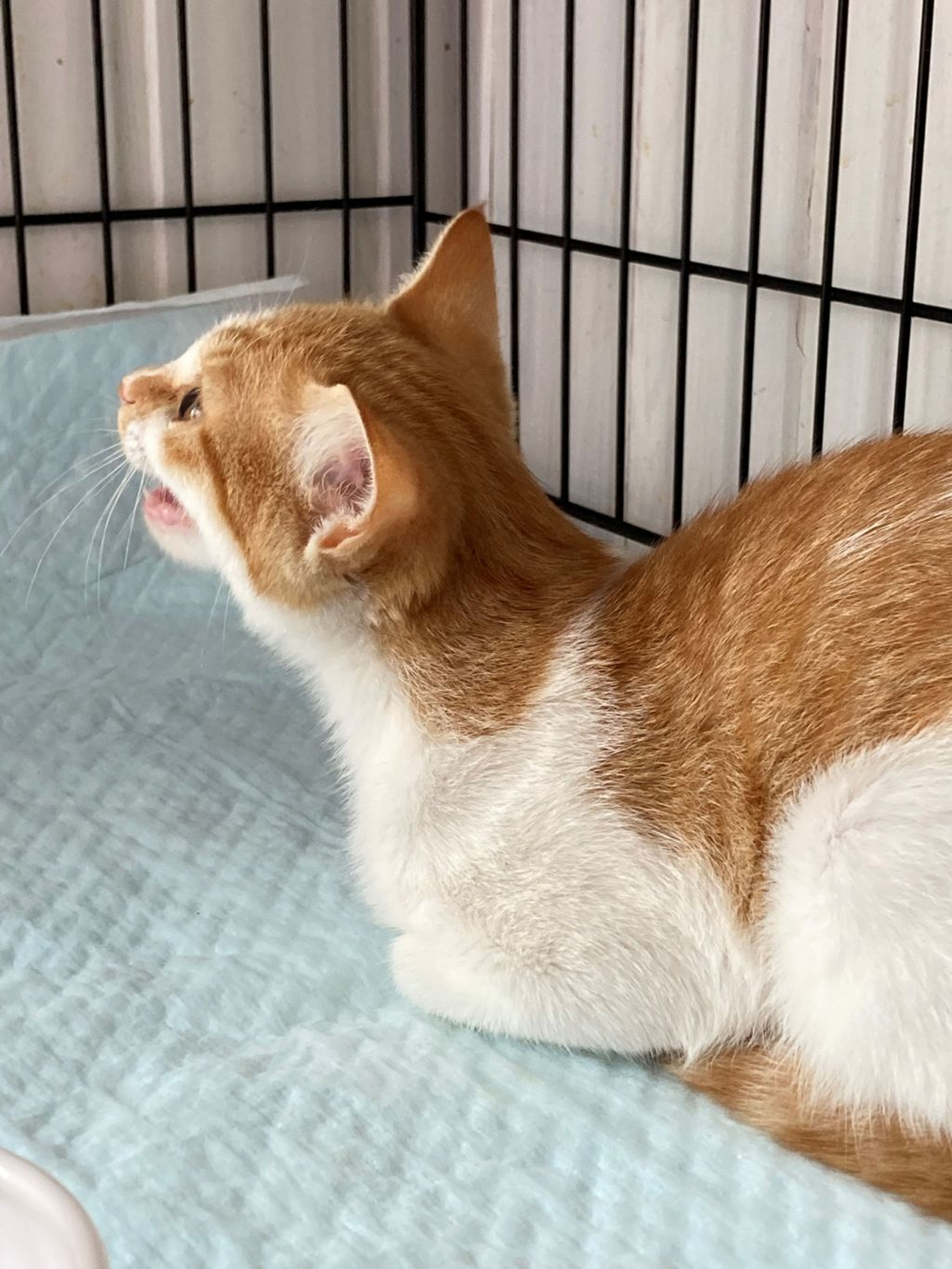 pet-image-4