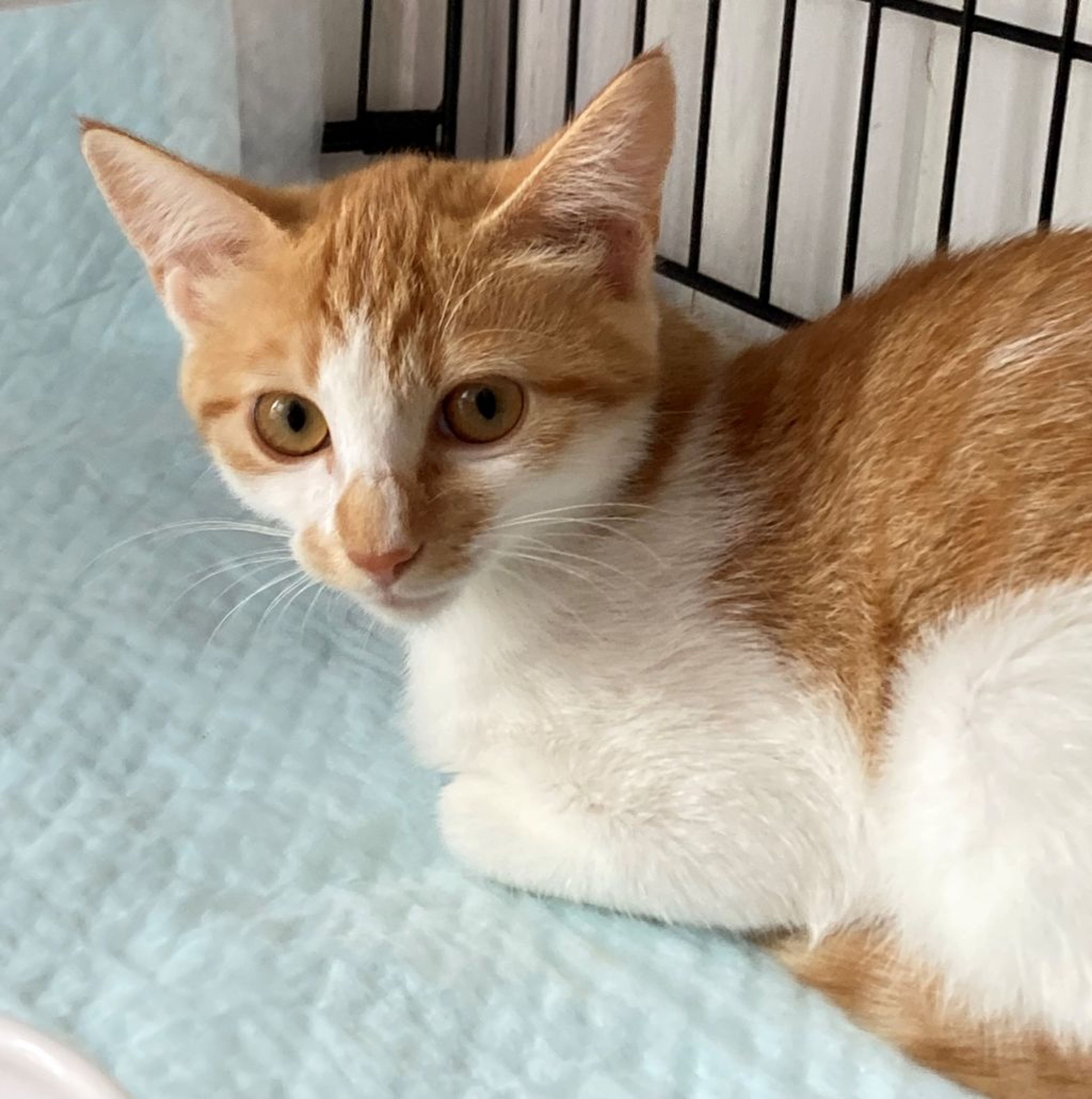 pet-image-5