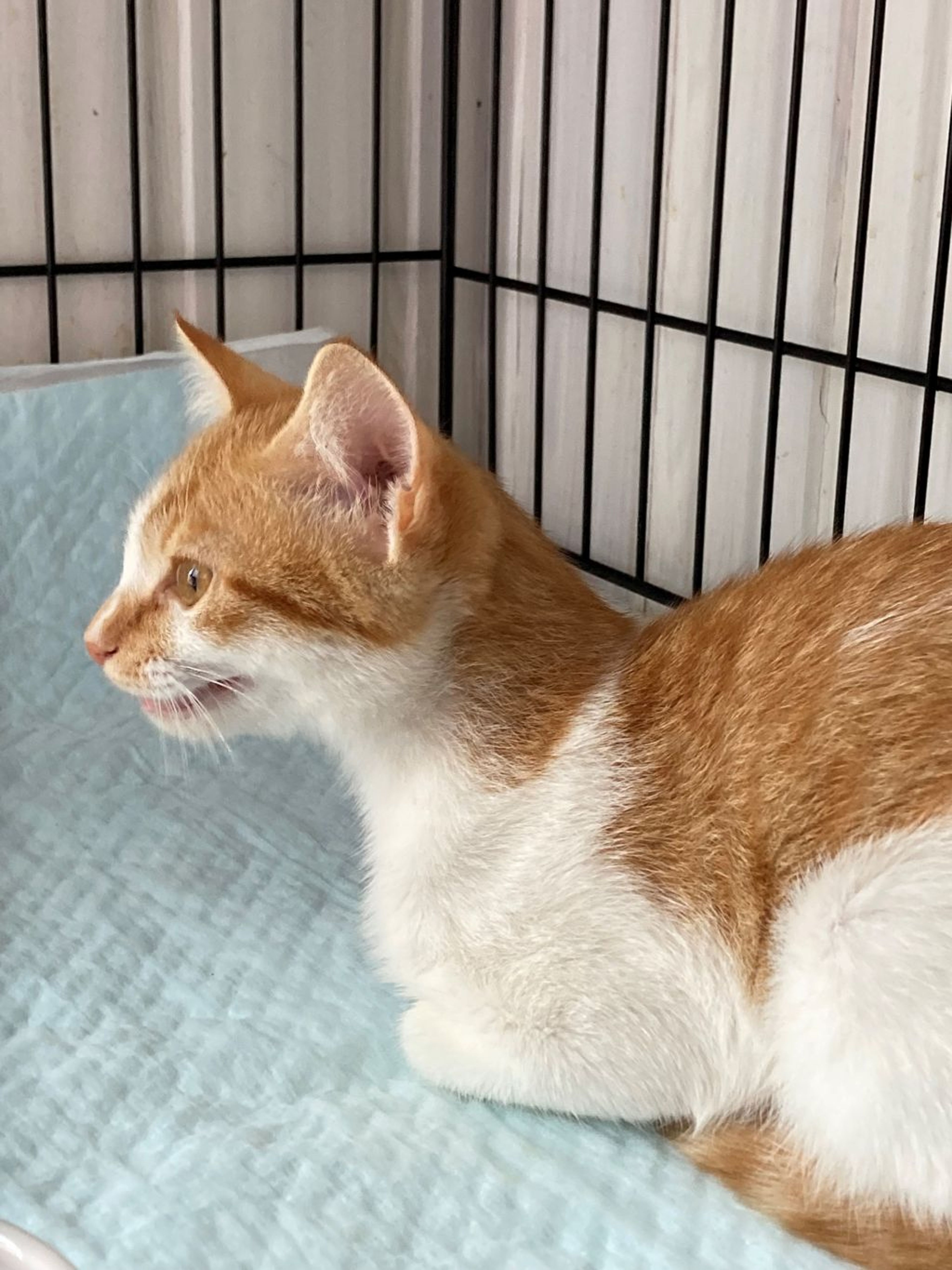 pet-image-6