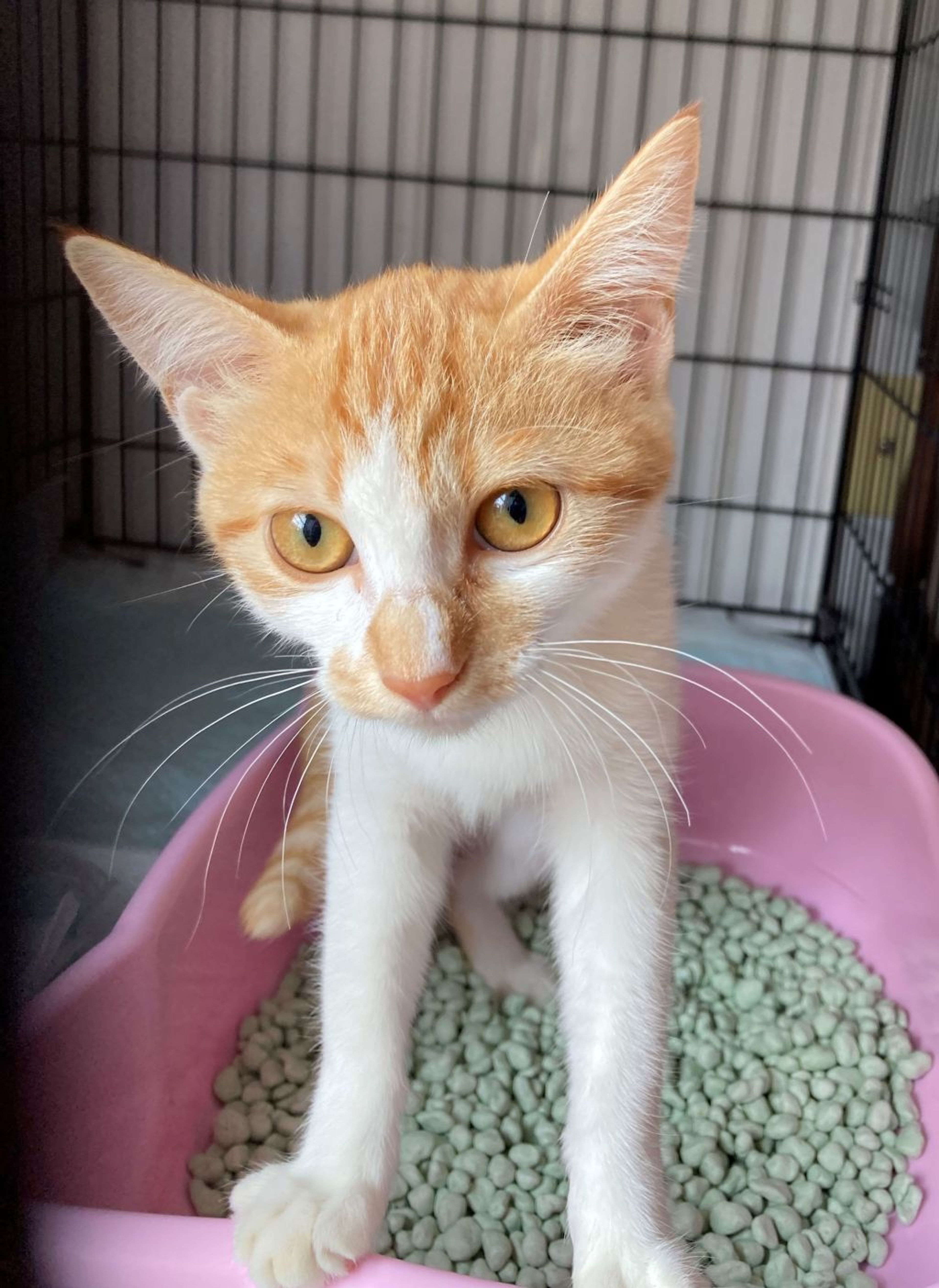 pet-image-7