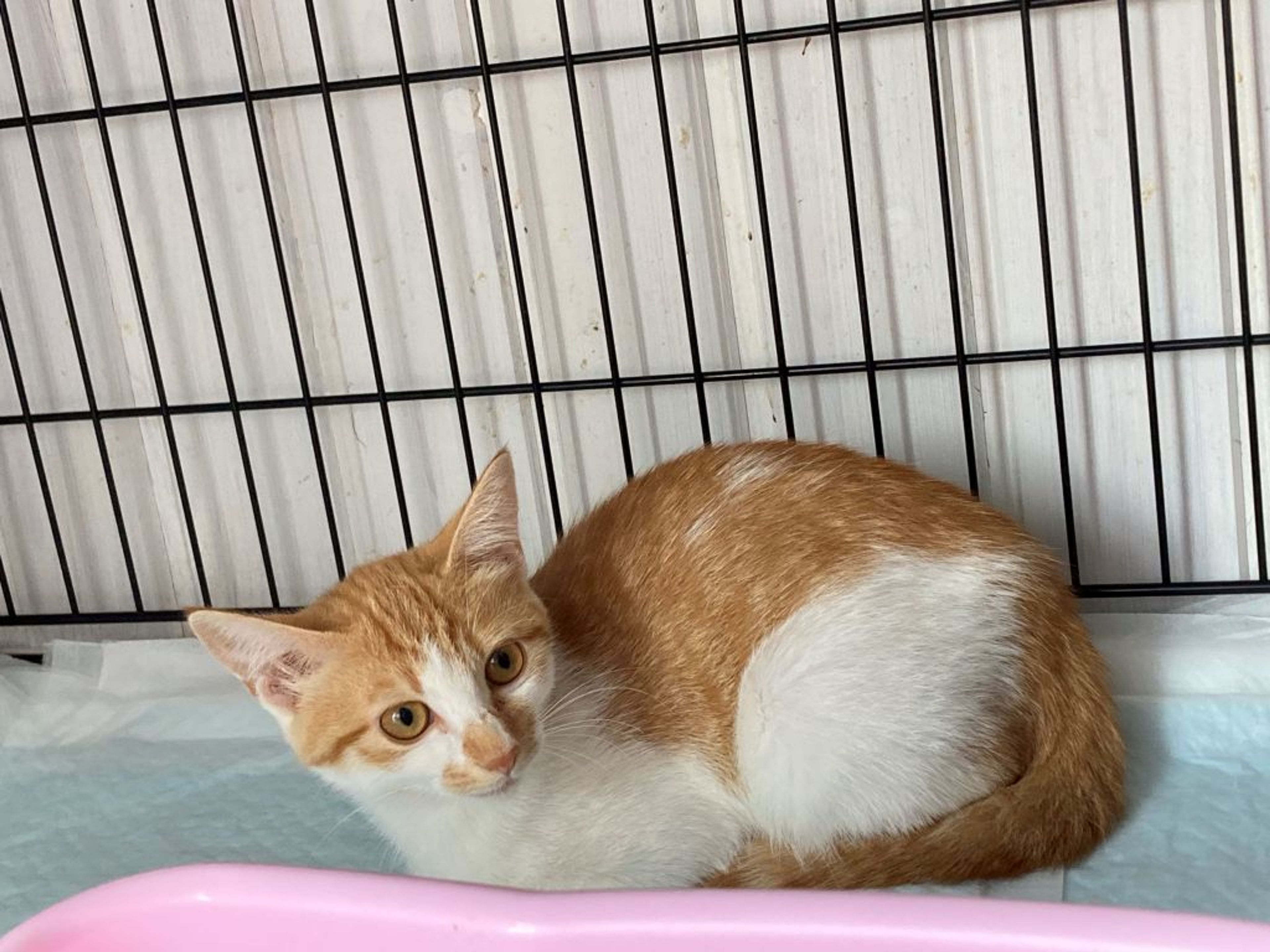 pet-image-8