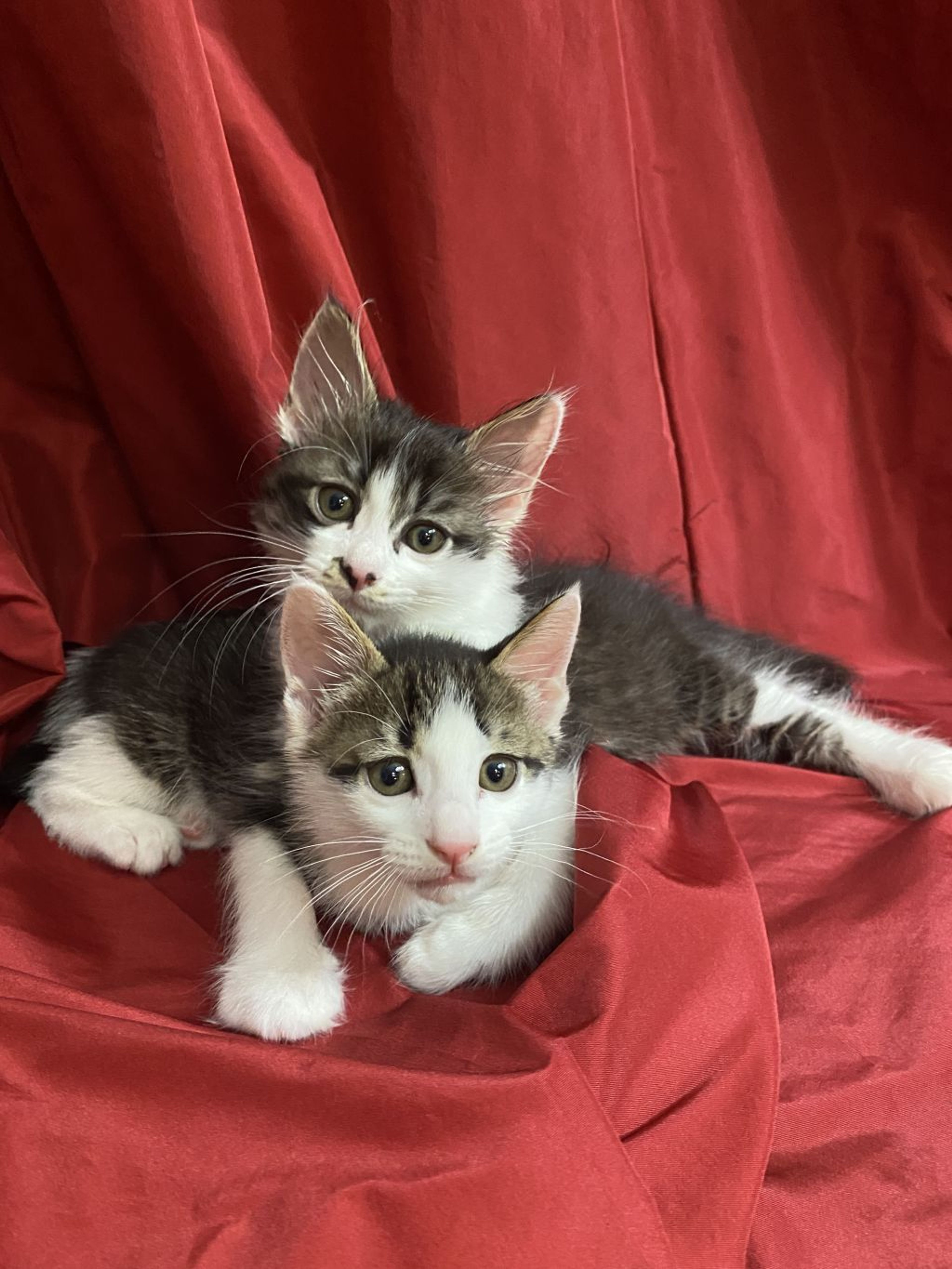 pet-image-2
