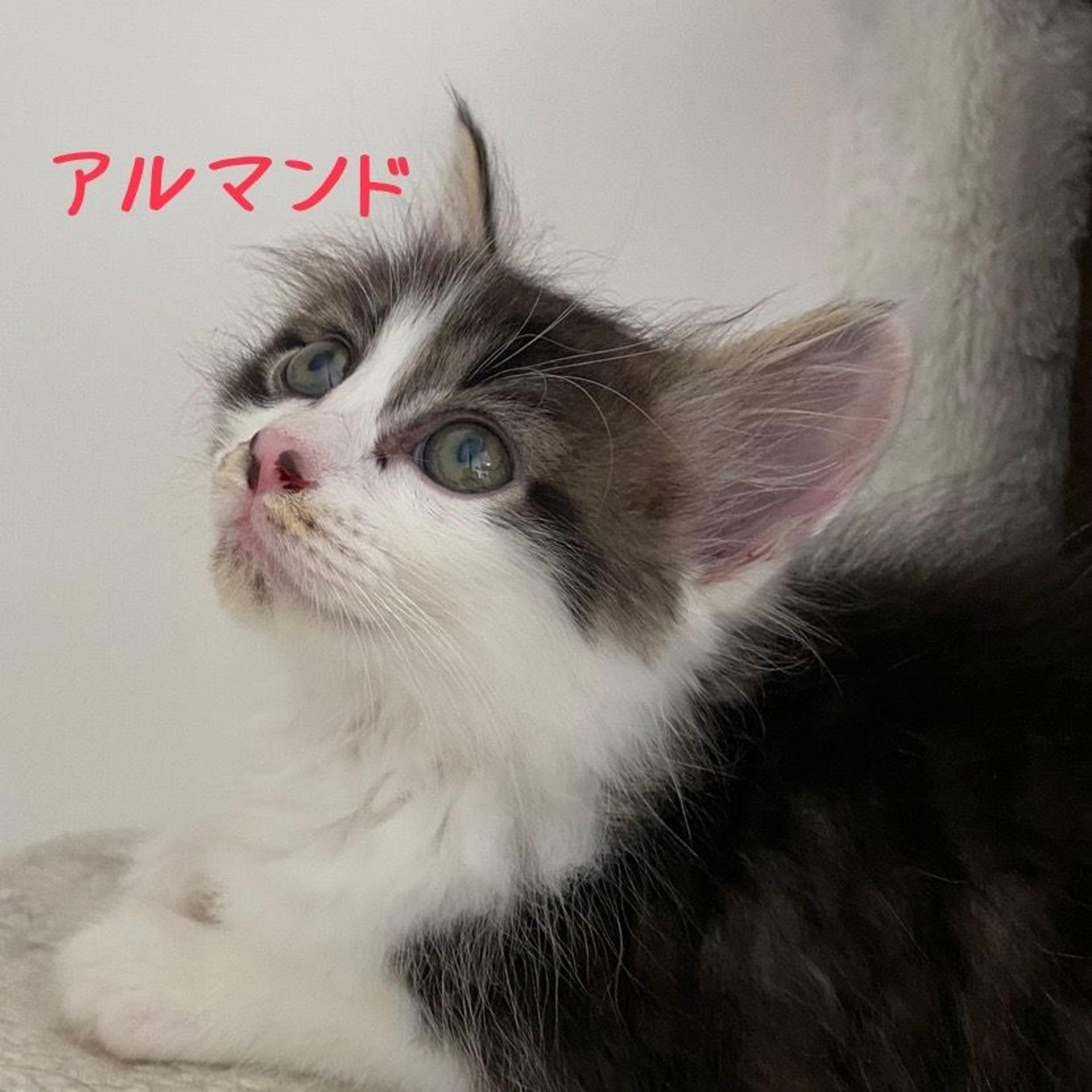 pet-image-6