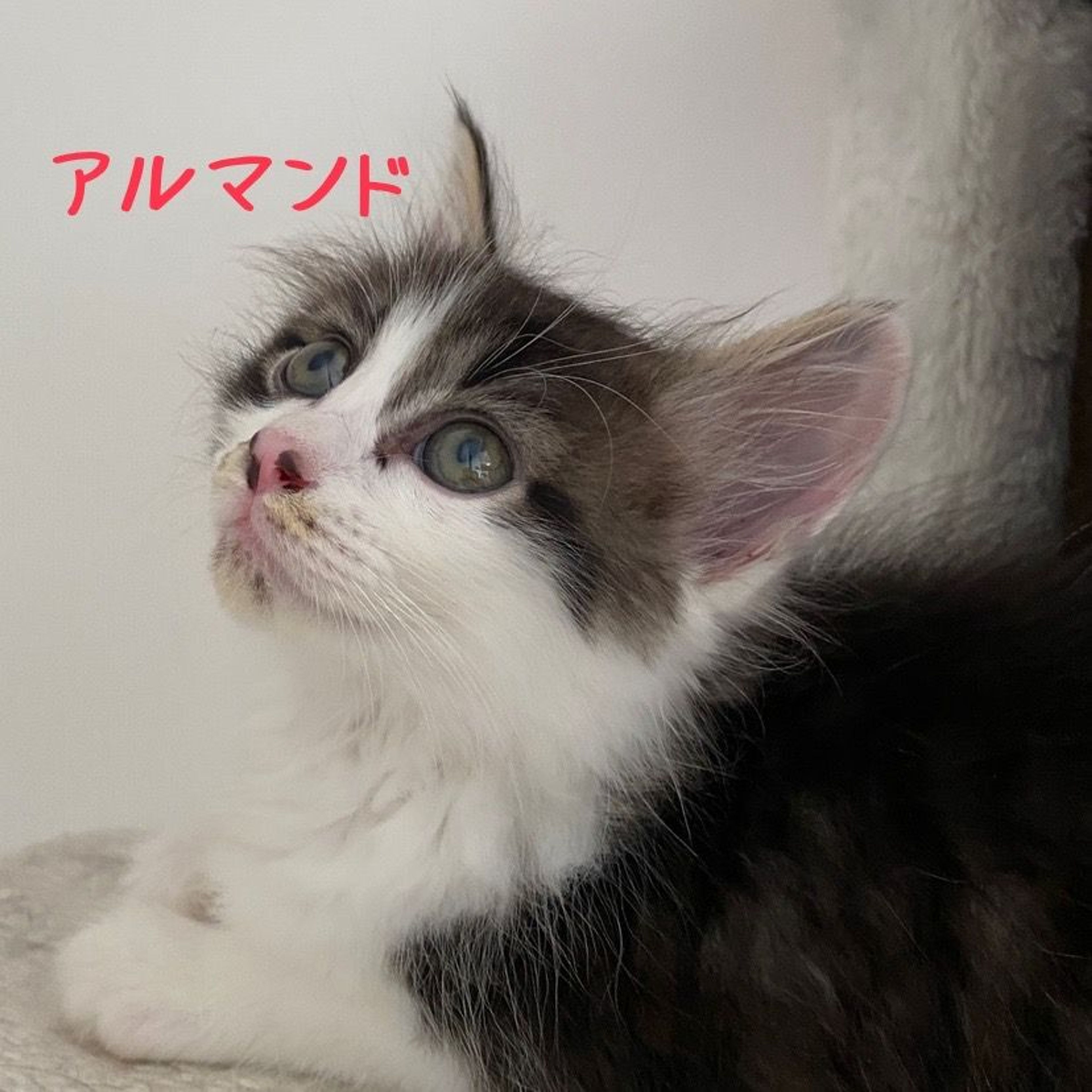 pet-image-6