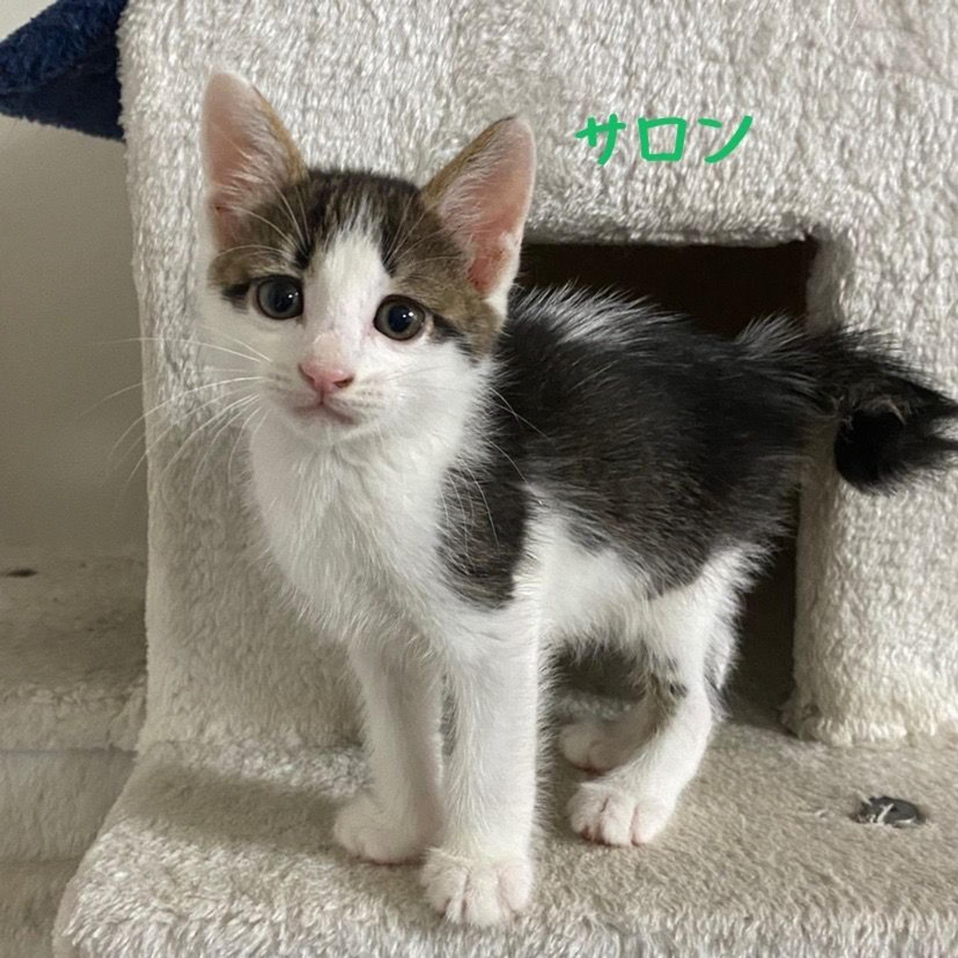 pet-image-7