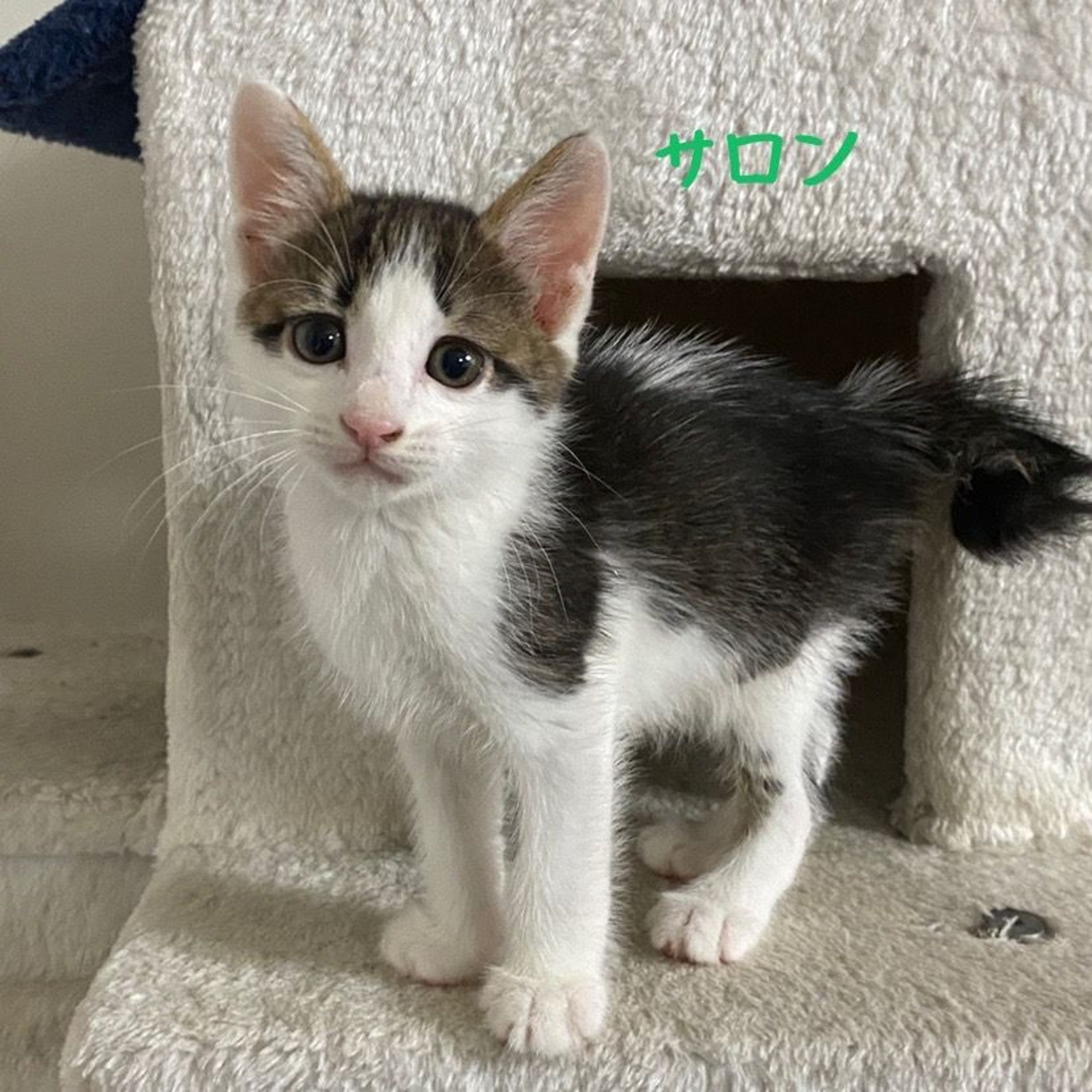 pet-image-7