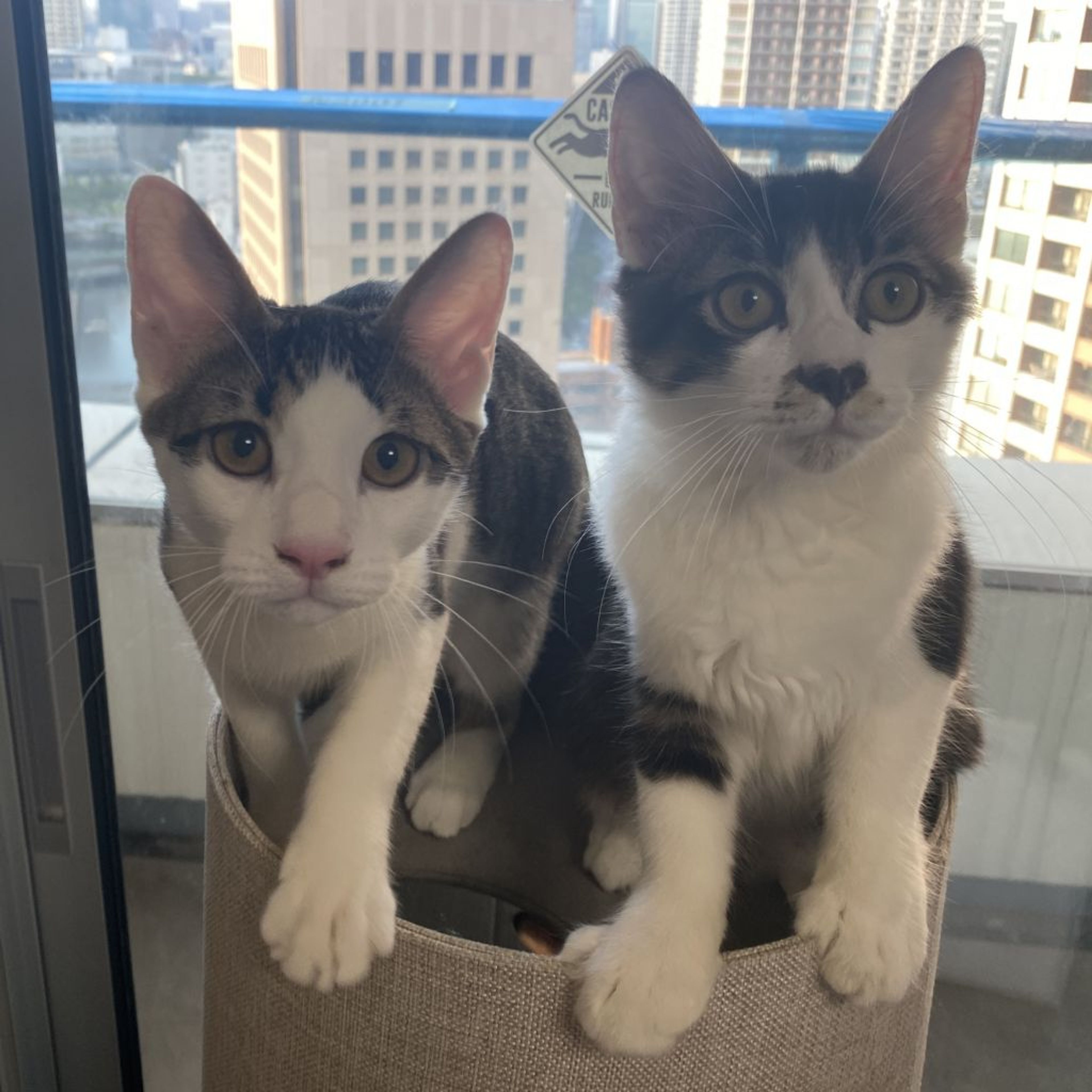 pet-image-8