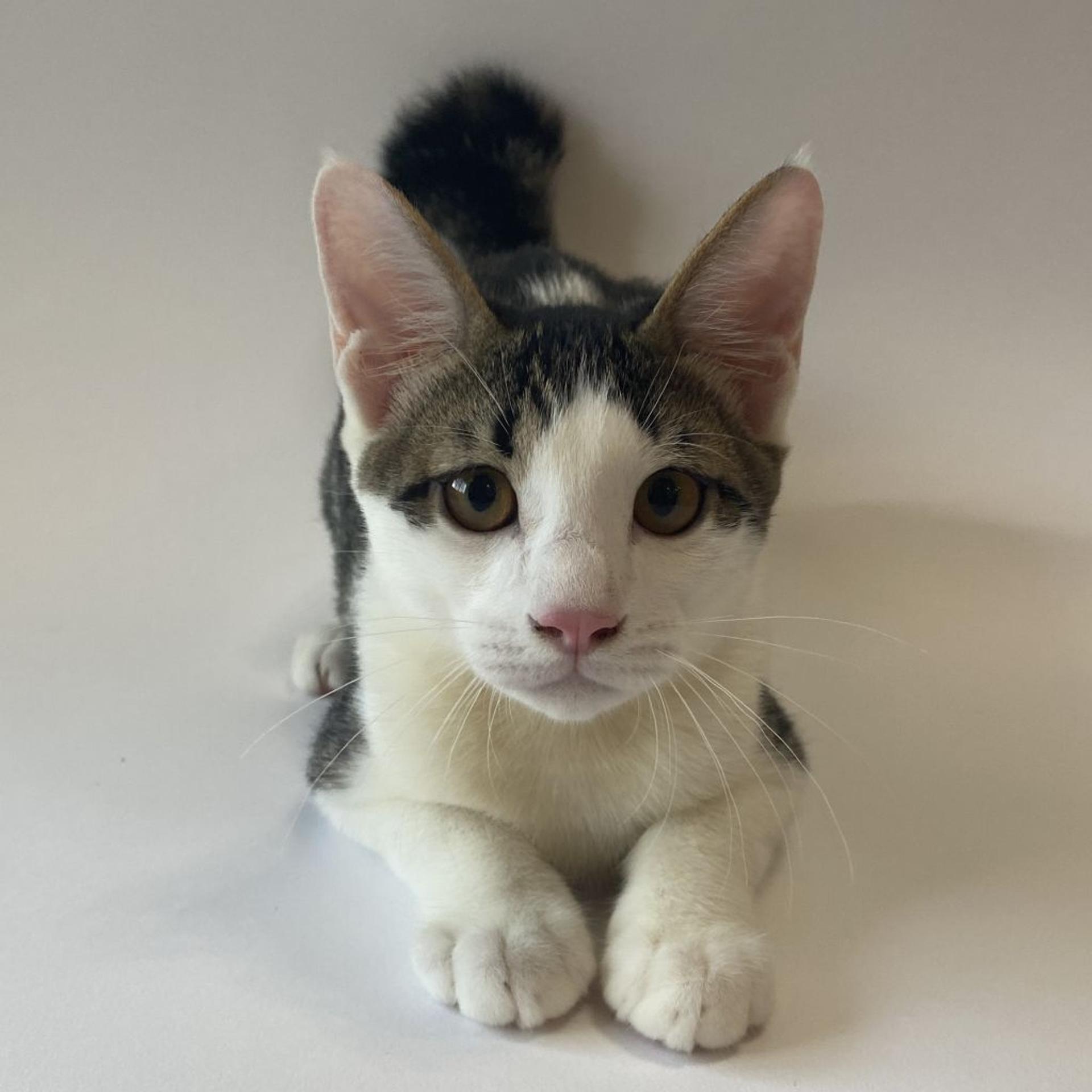 pet-image-9