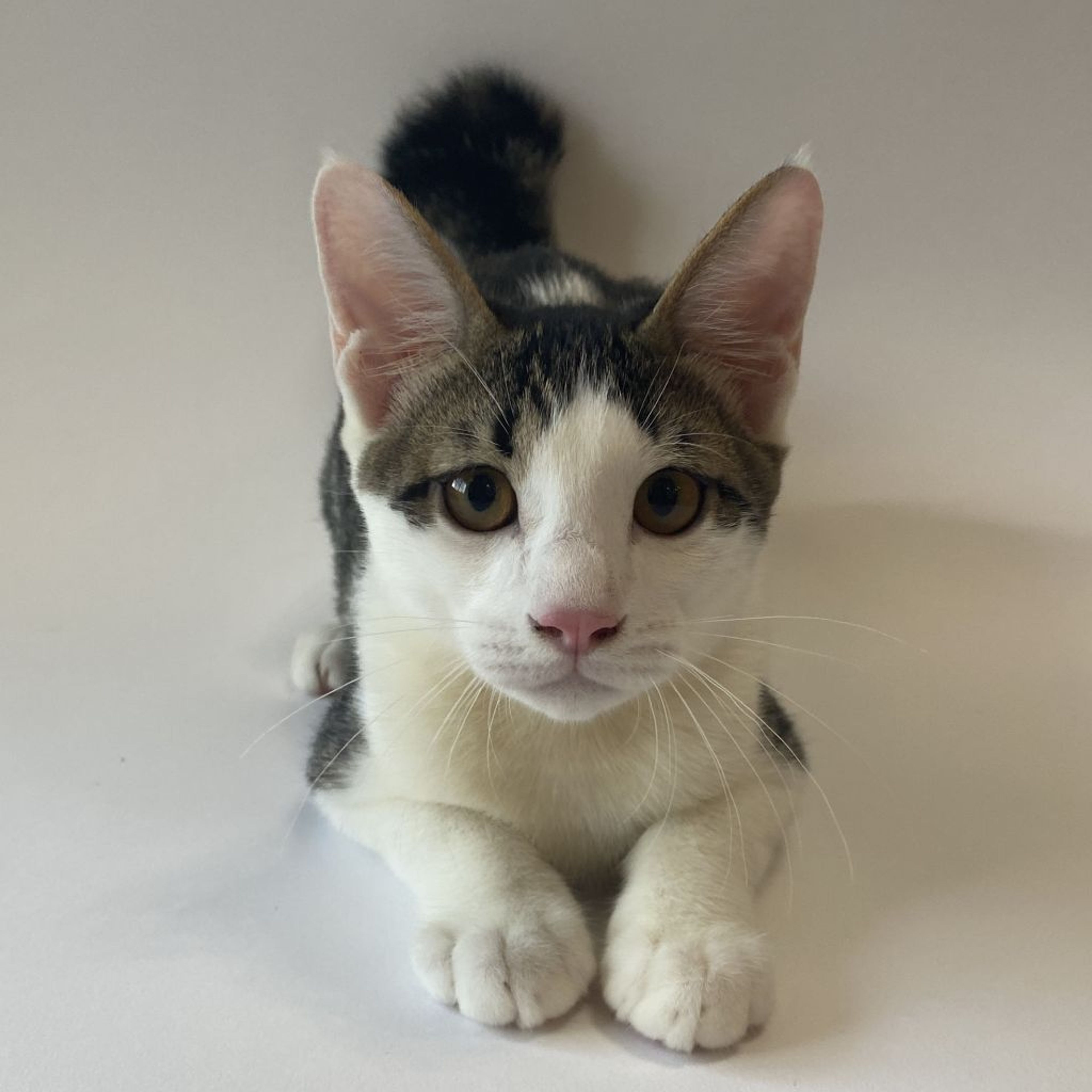 pet-image-9