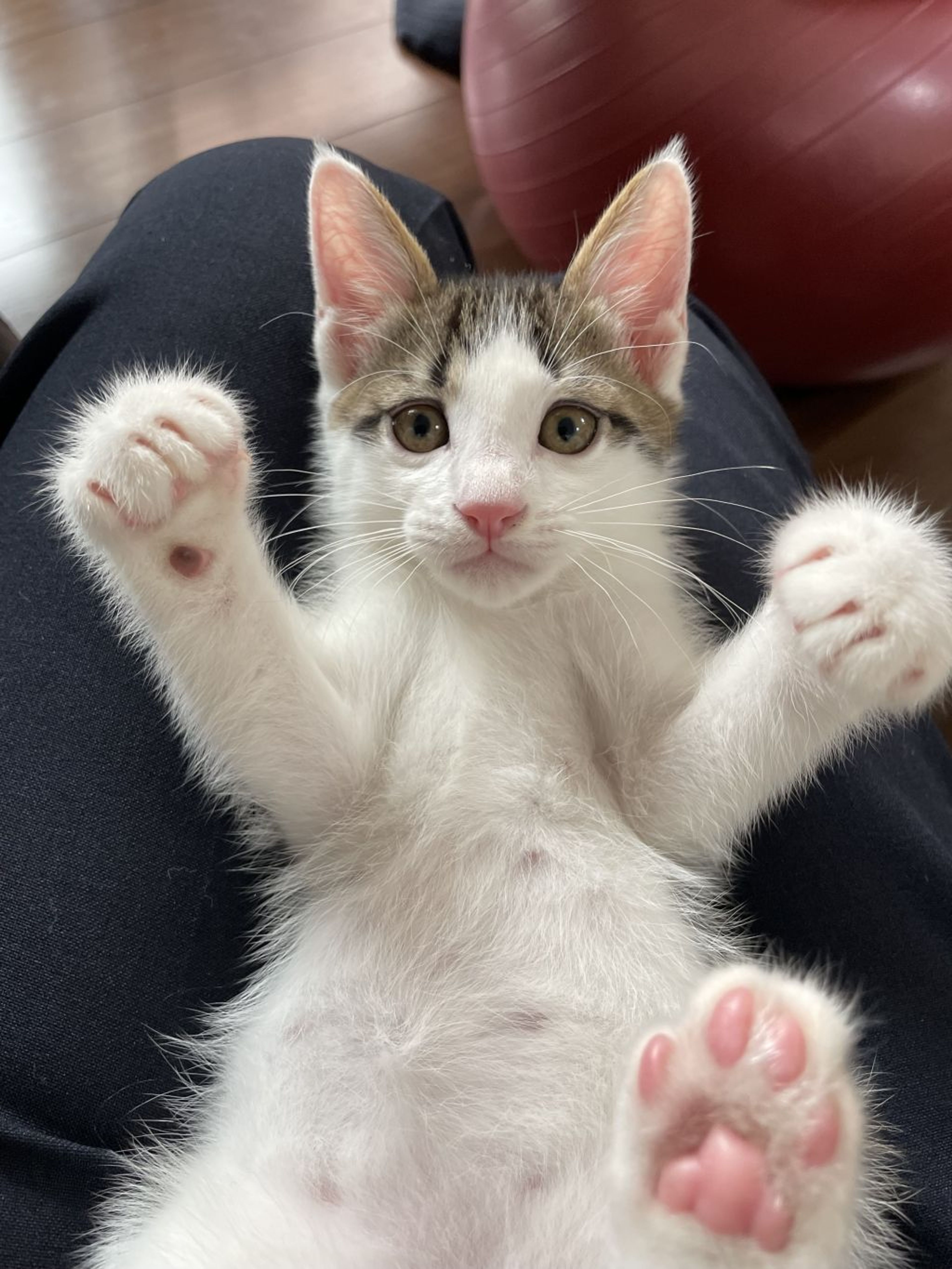 pet-image-4