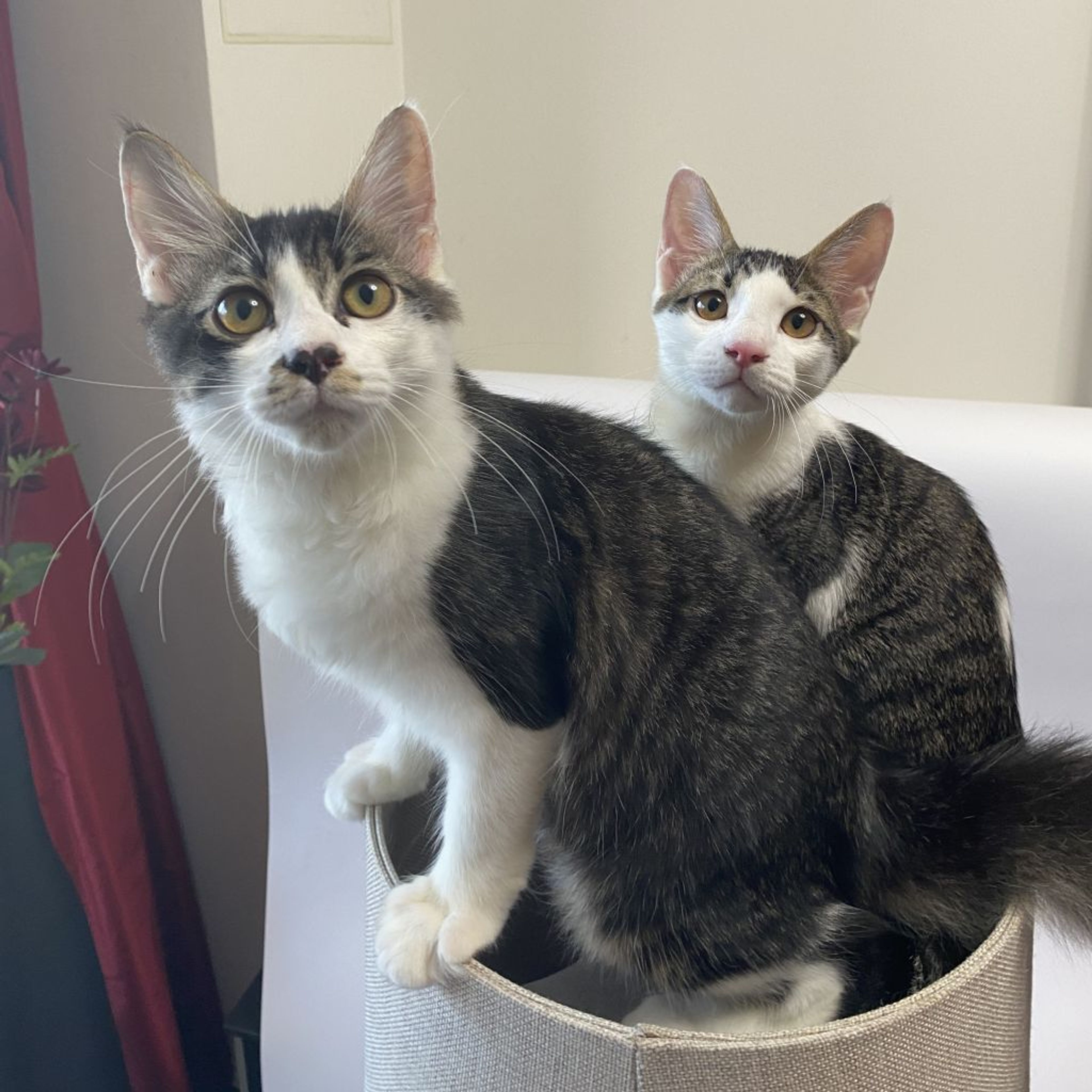 pet-image-5