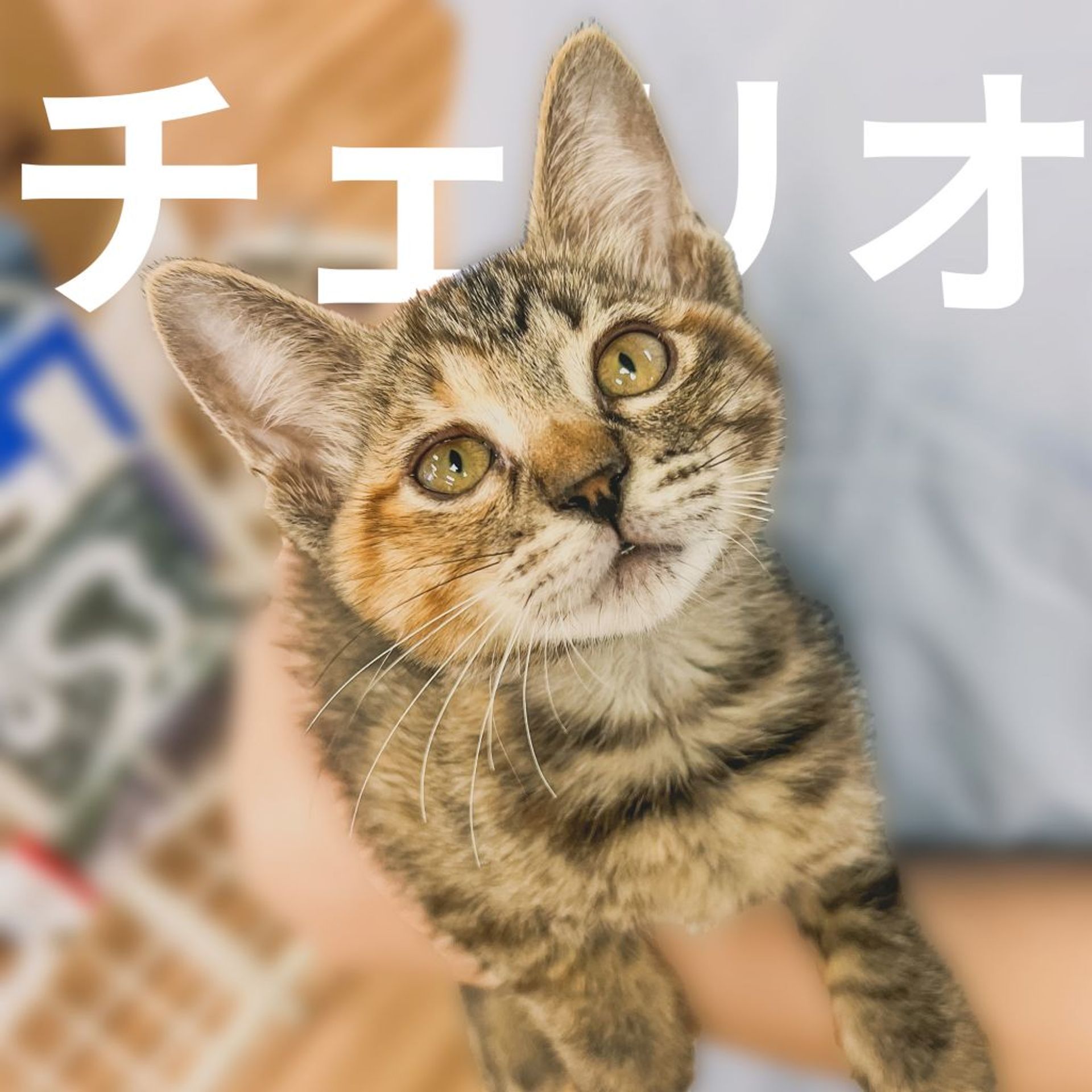 雑種（ミックス猫）・メスの里親募集の写真