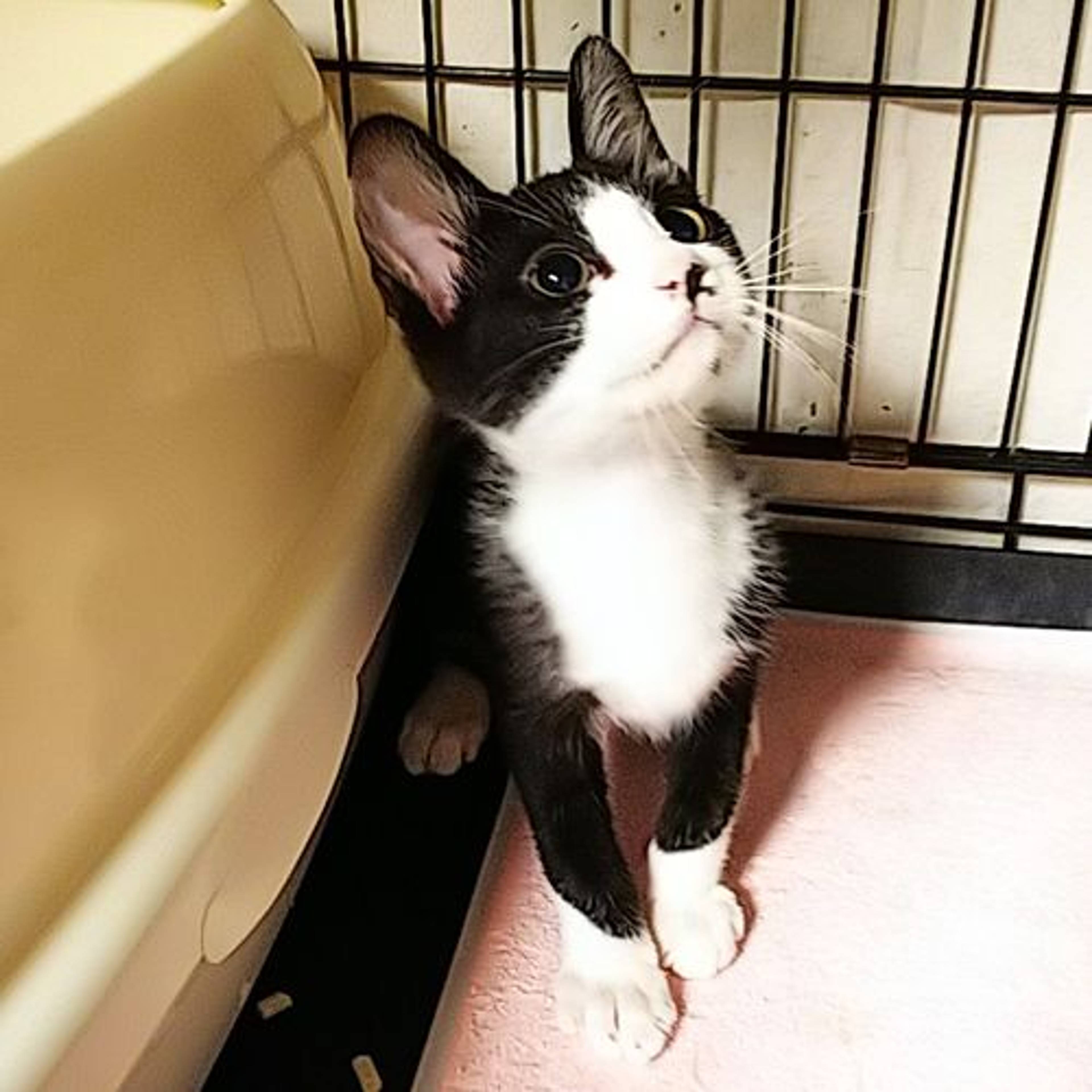 雑種（ミックス猫）・オスの里親募集の写真