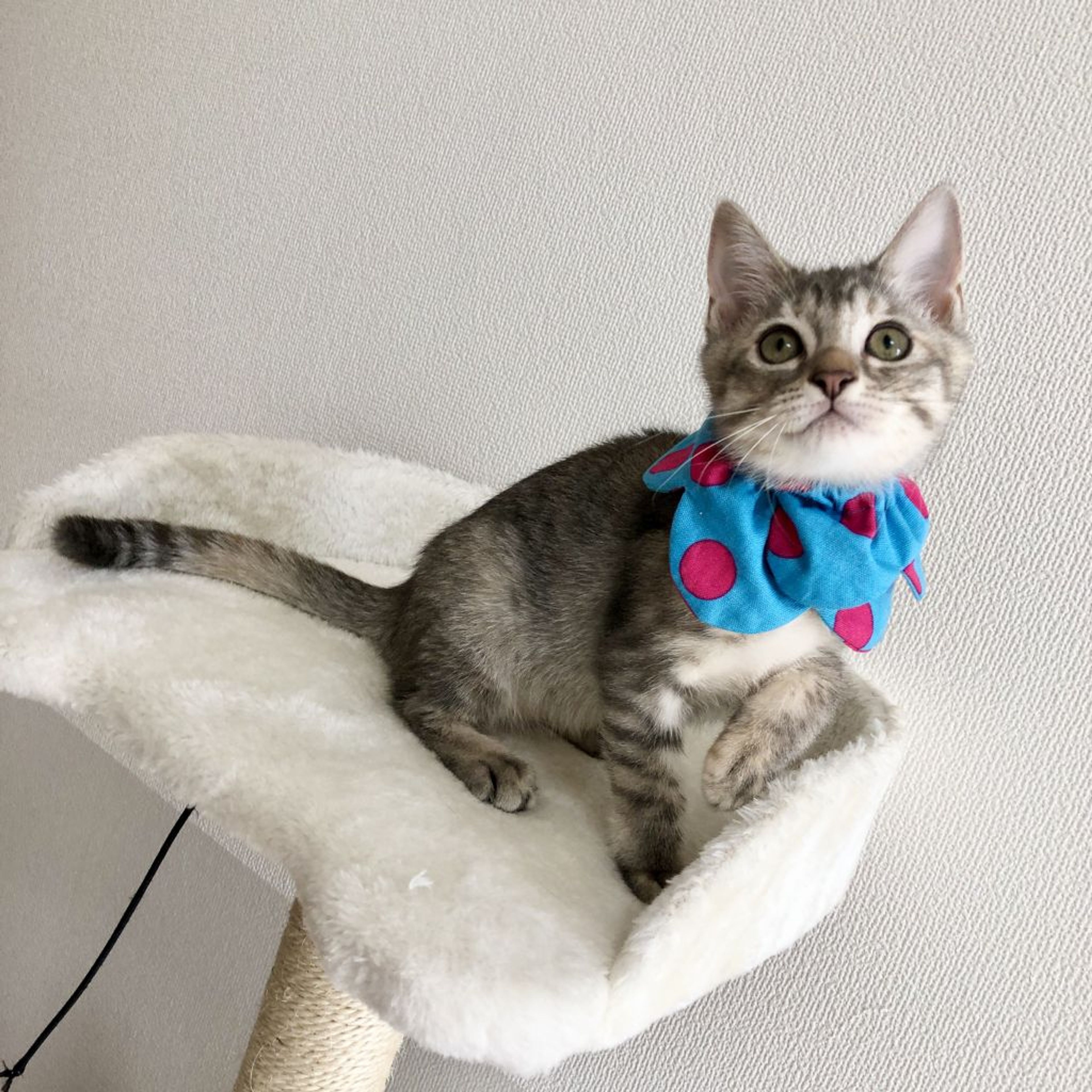 雑種（ミックス猫）・メスの里親募集の写真