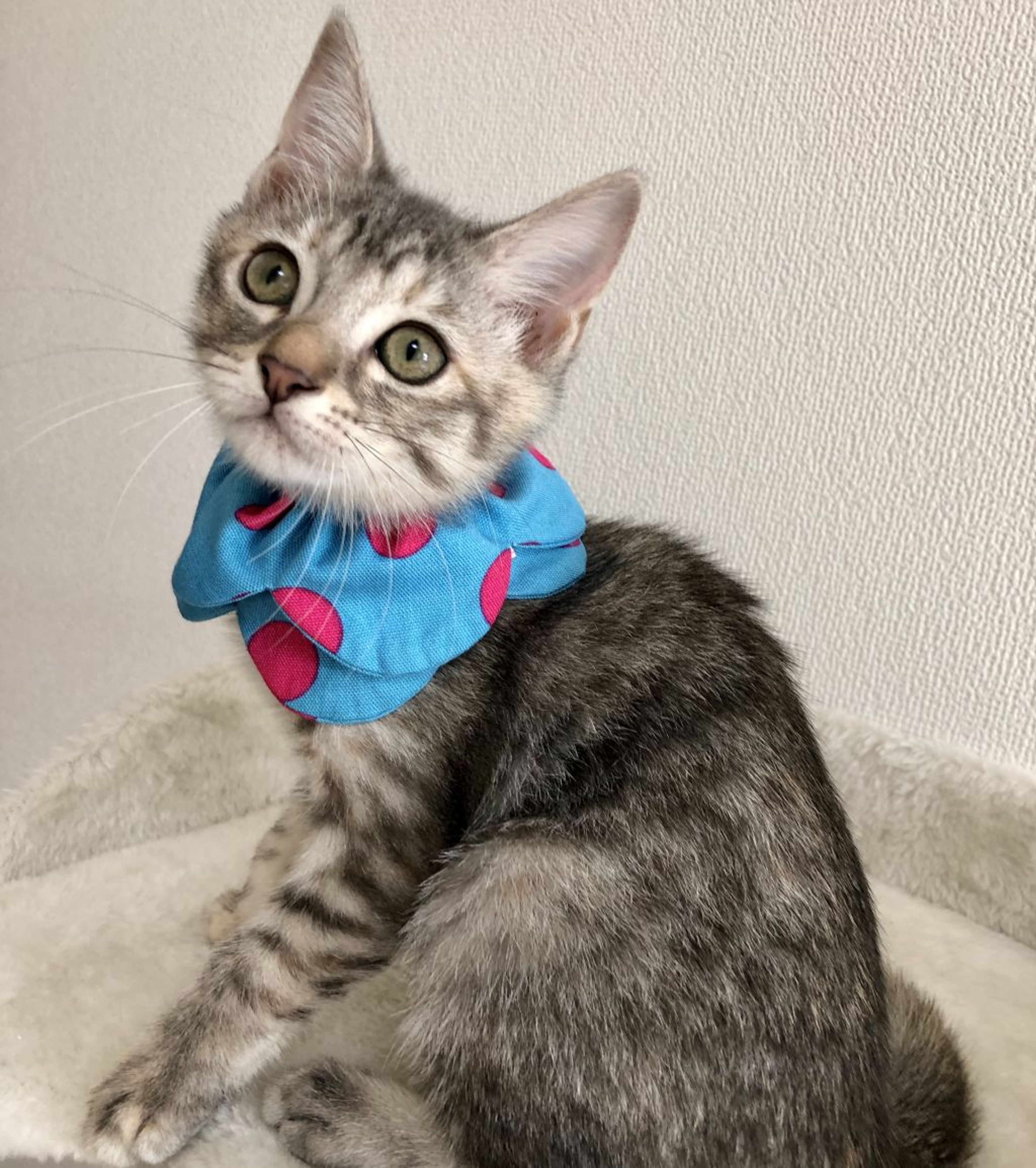 pet-image-2