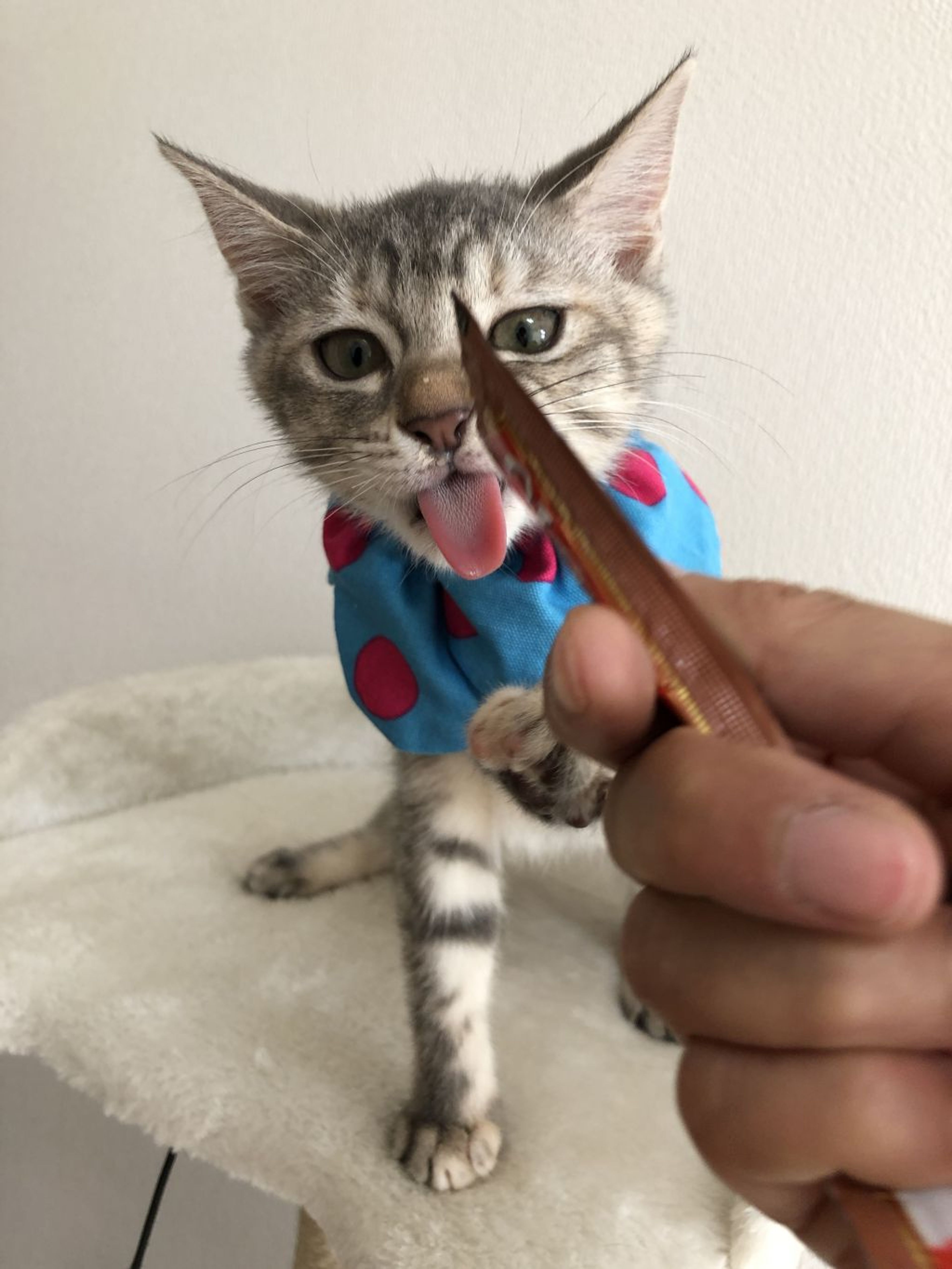 pet-image-3