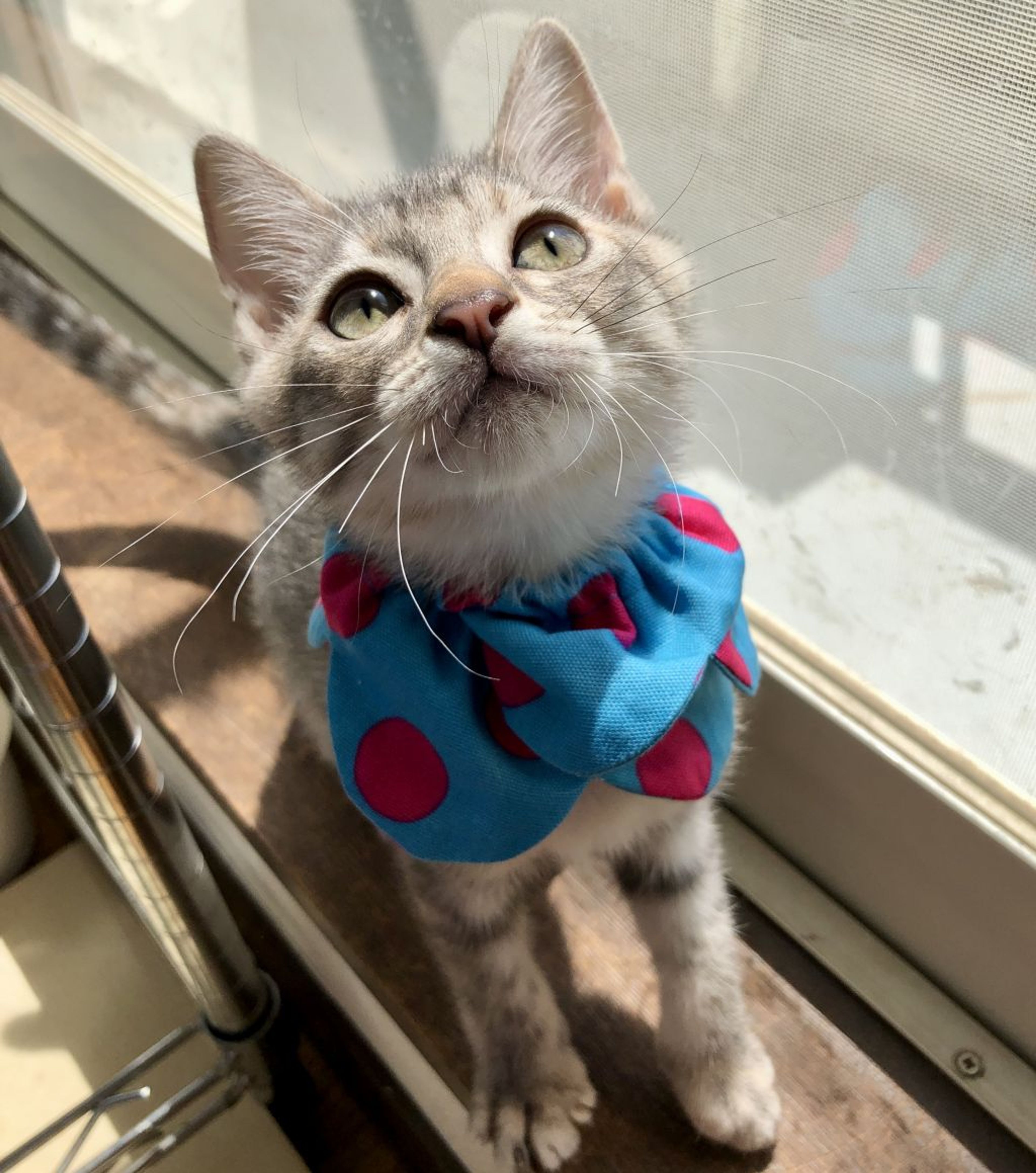 pet-image-4