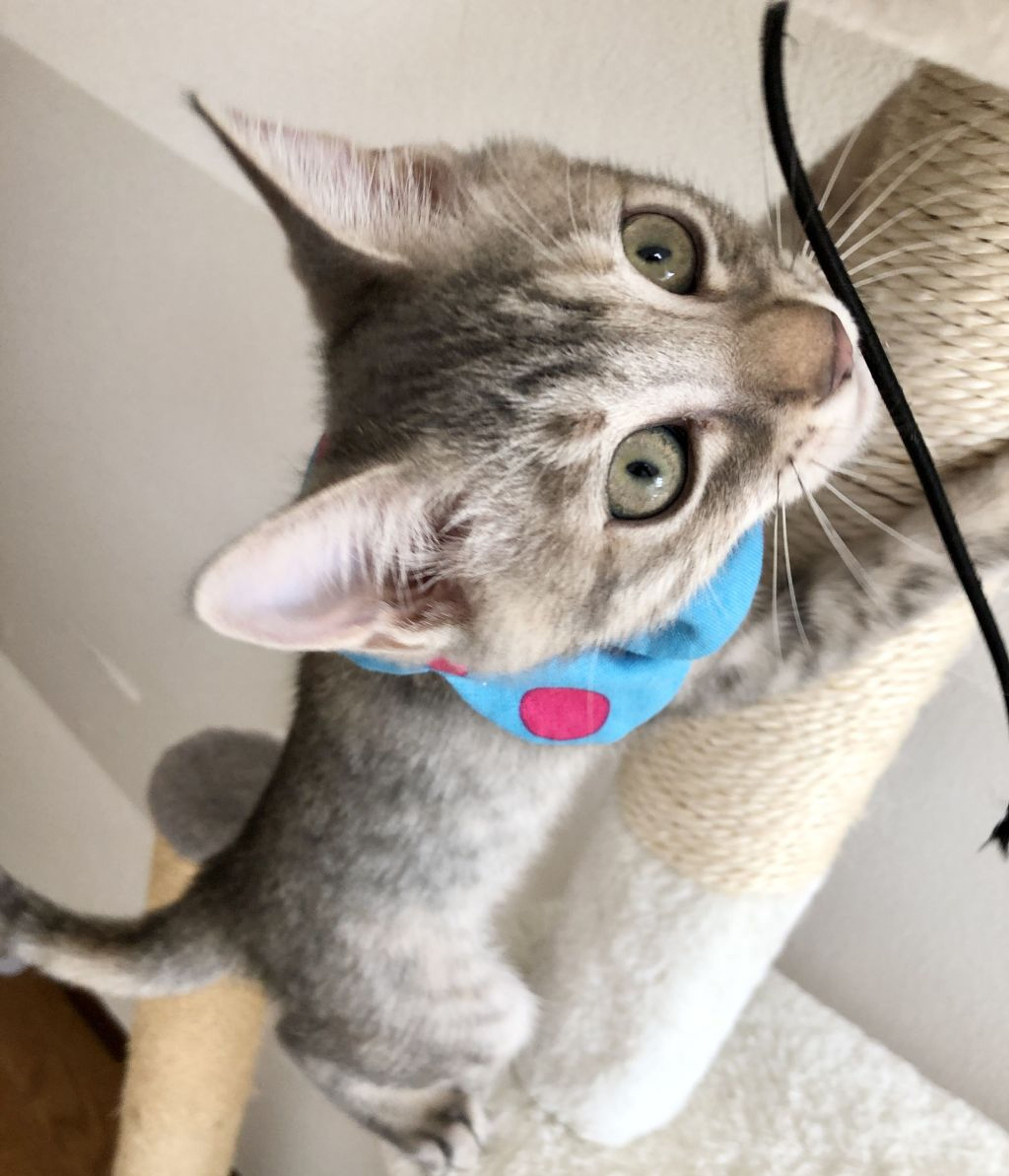 pet-image-5