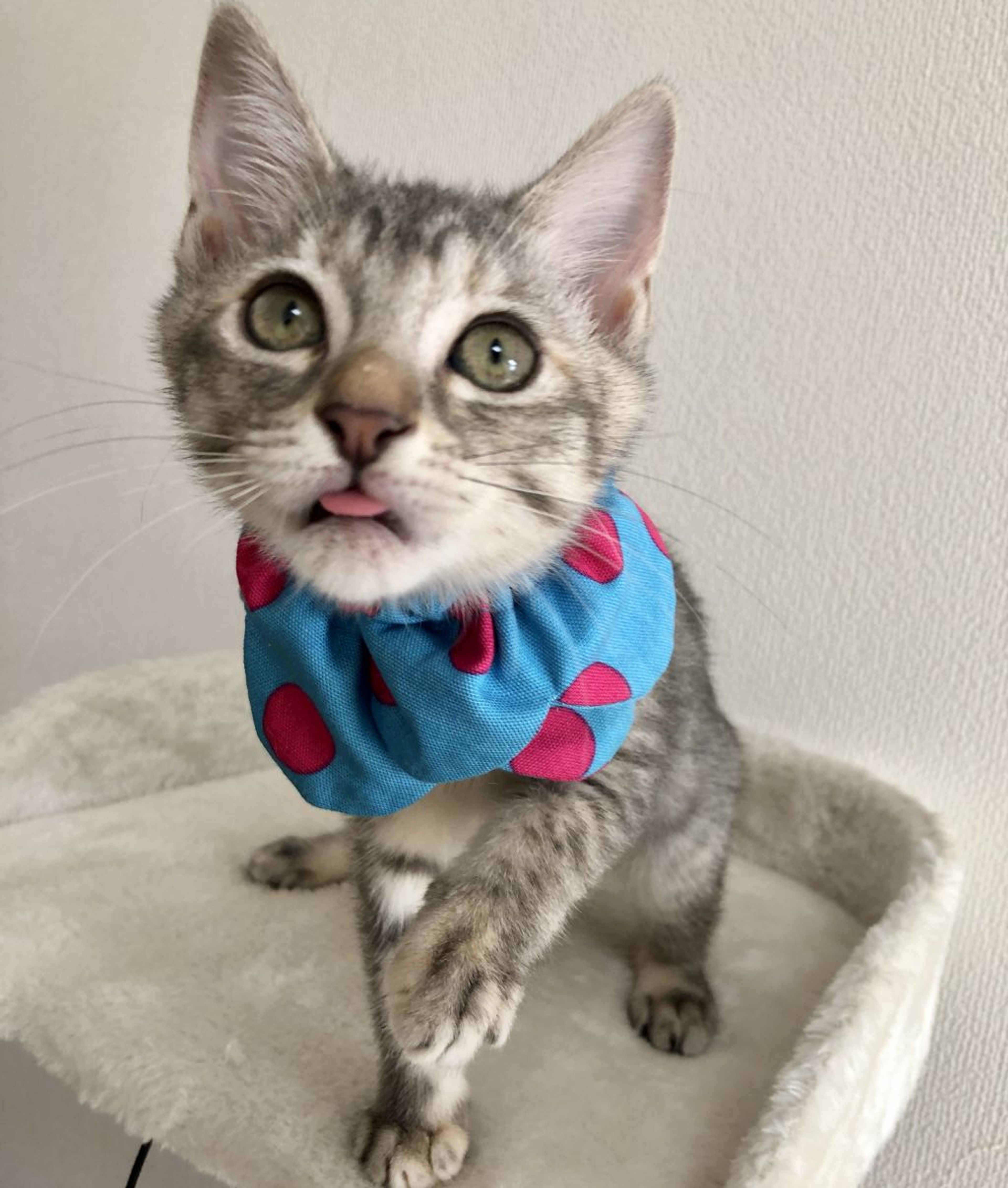 pet-image-6