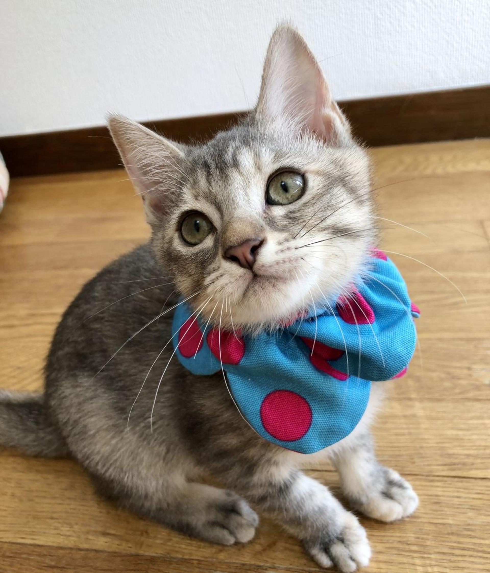 pet-image-7