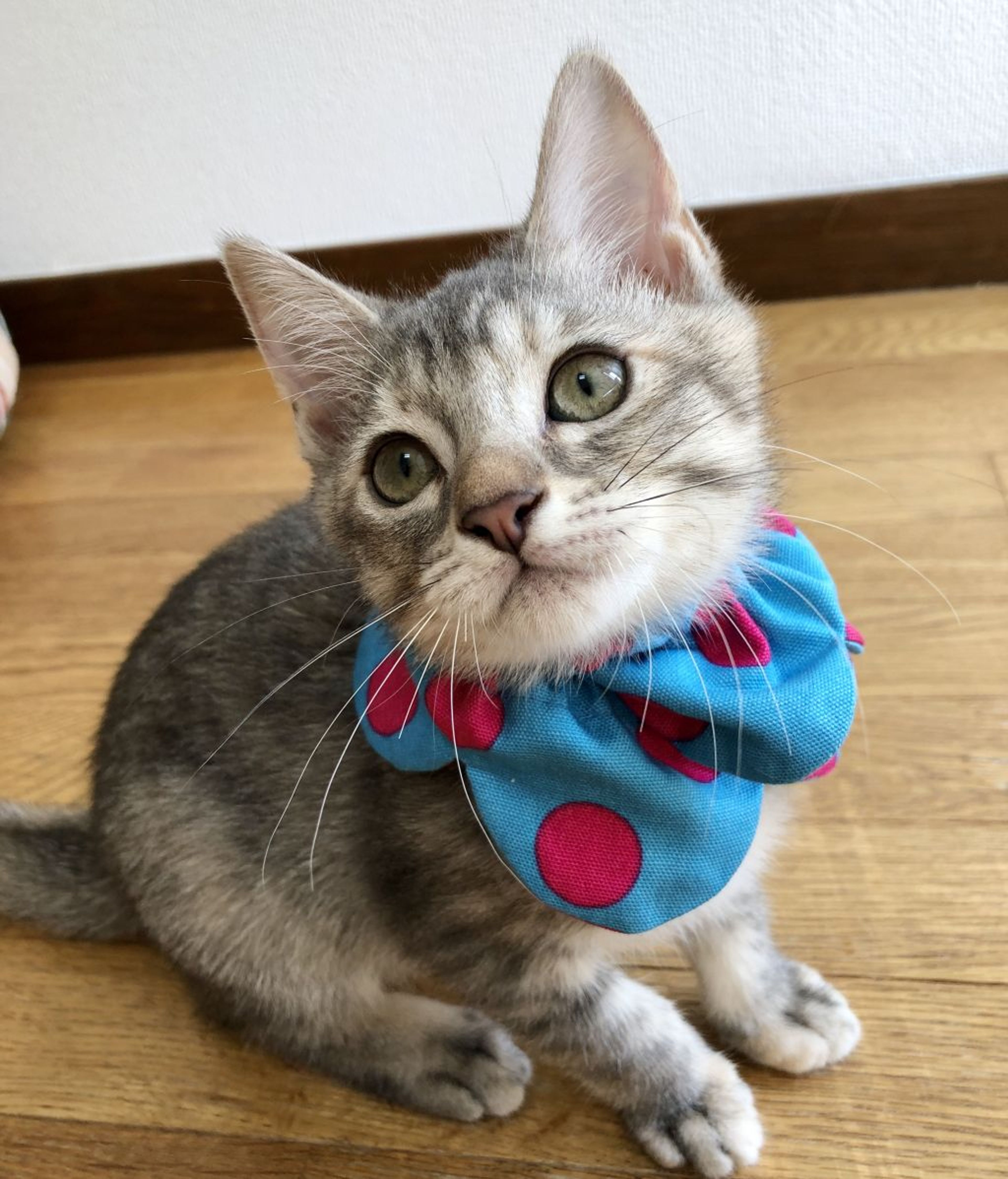 pet-image-7