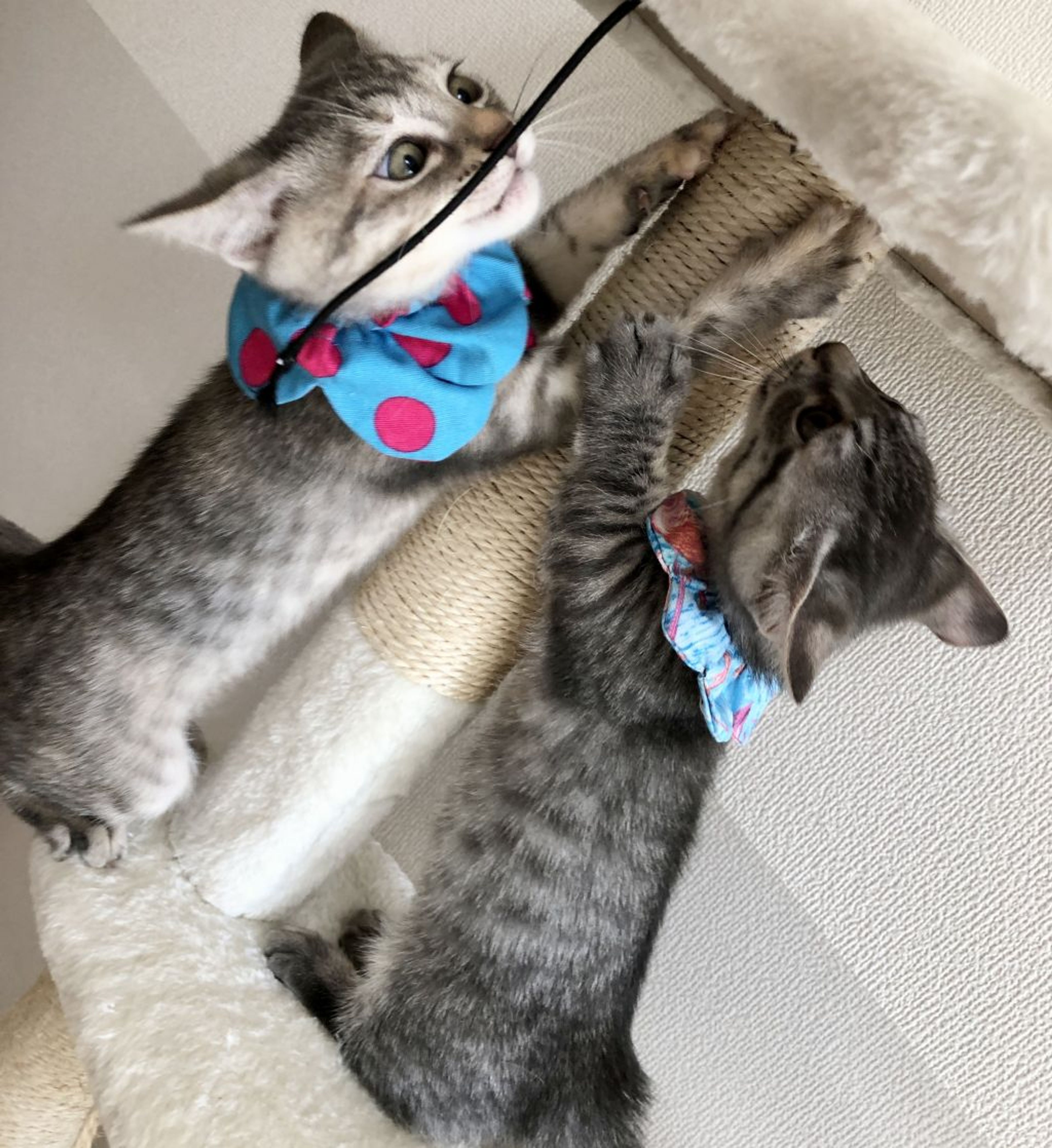 pet-image-8