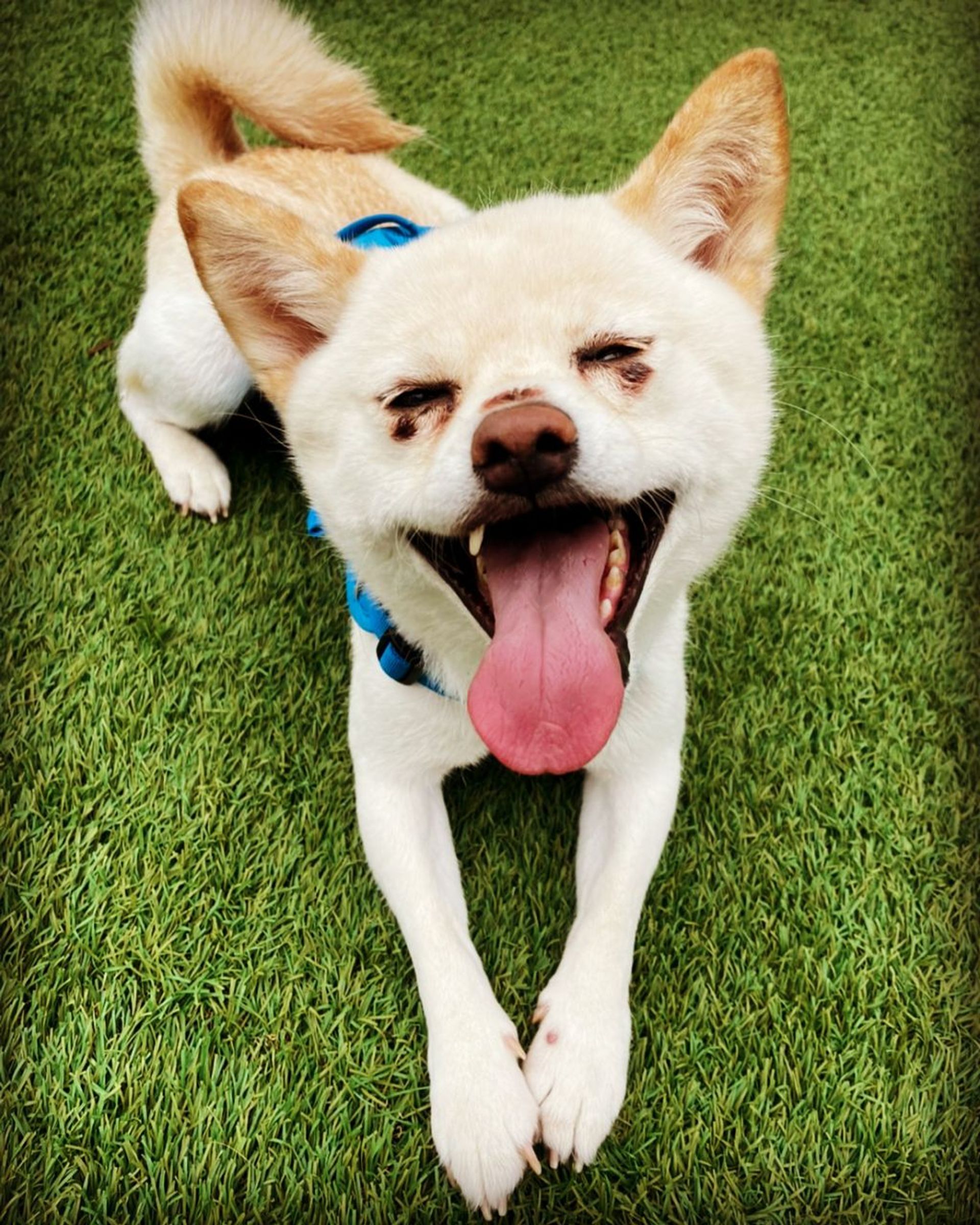 柴犬・メスの里親募集の写真
