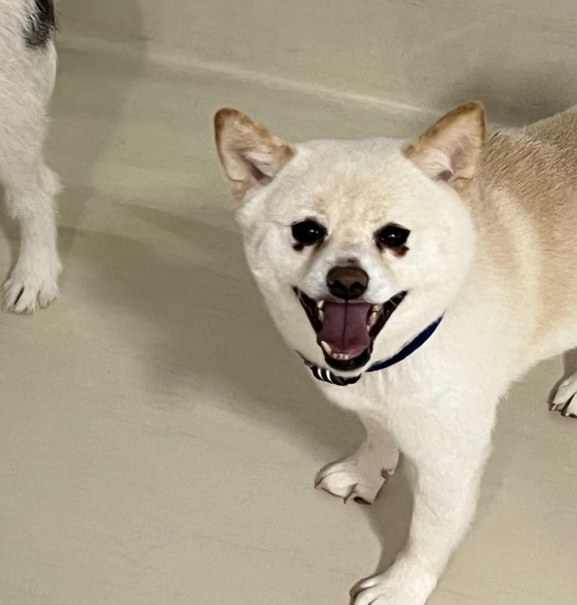 pet-image-2