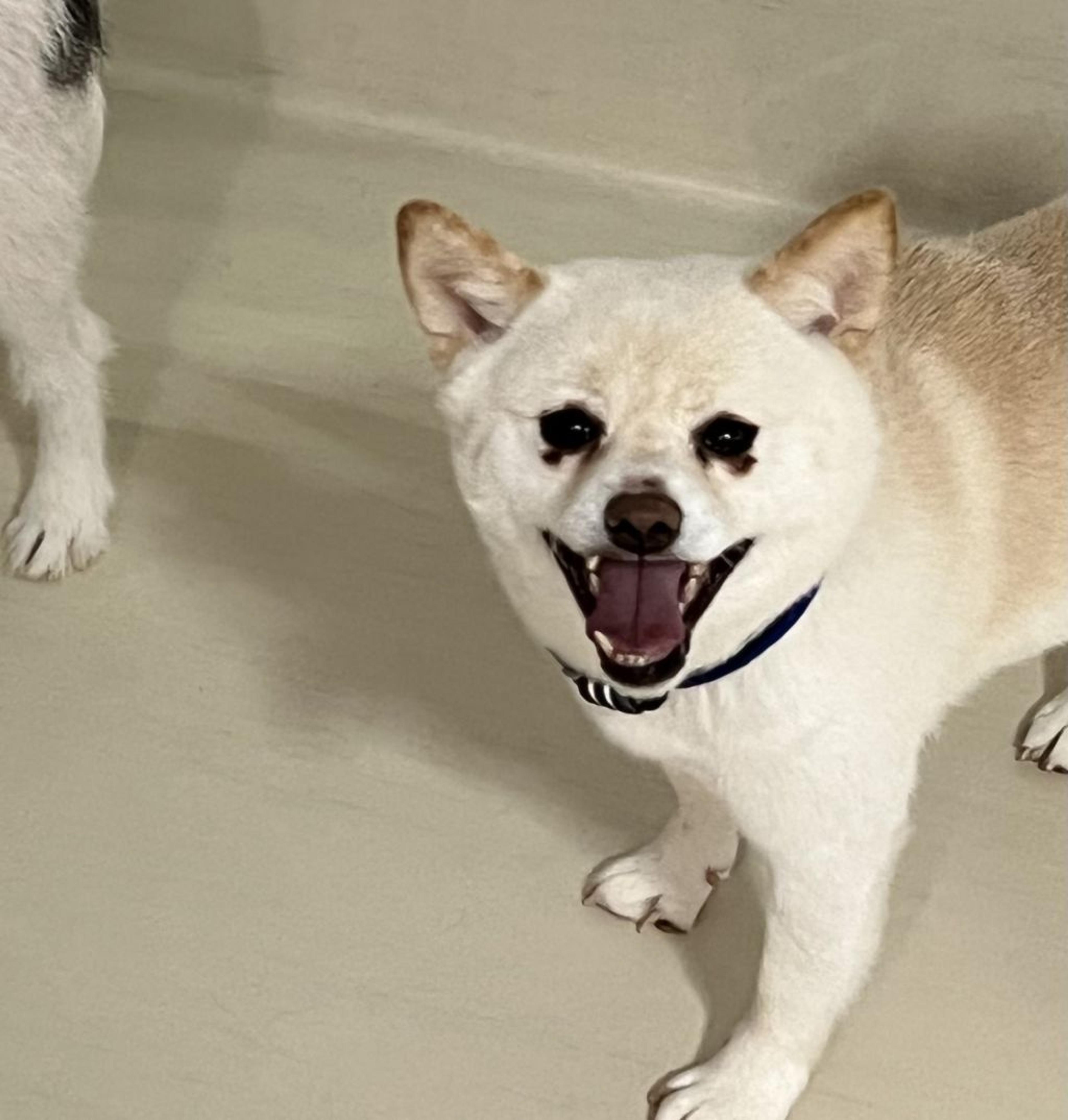 pet-image-2
