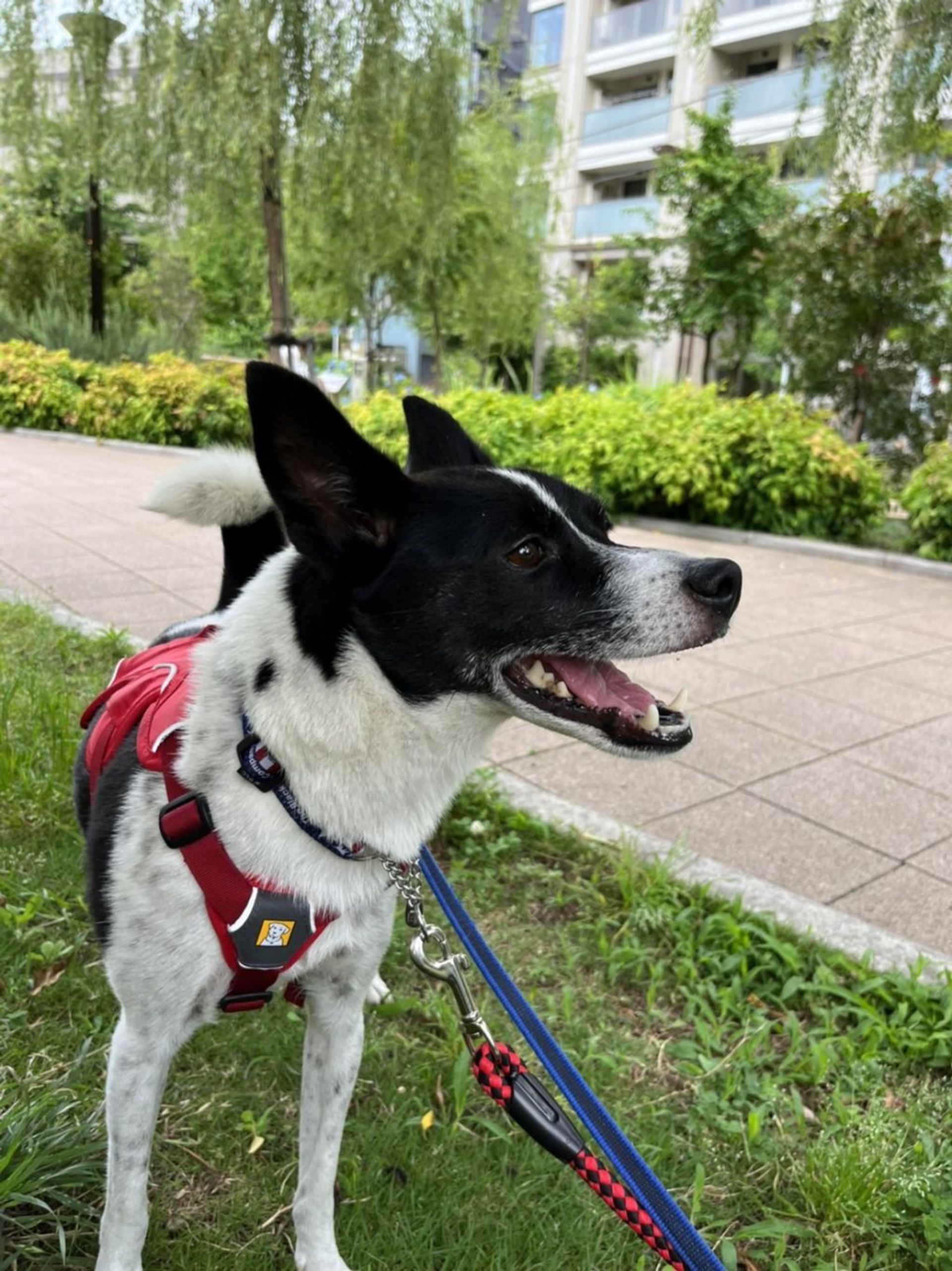 雑種（ミックス犬）・メスの里親募集の写真