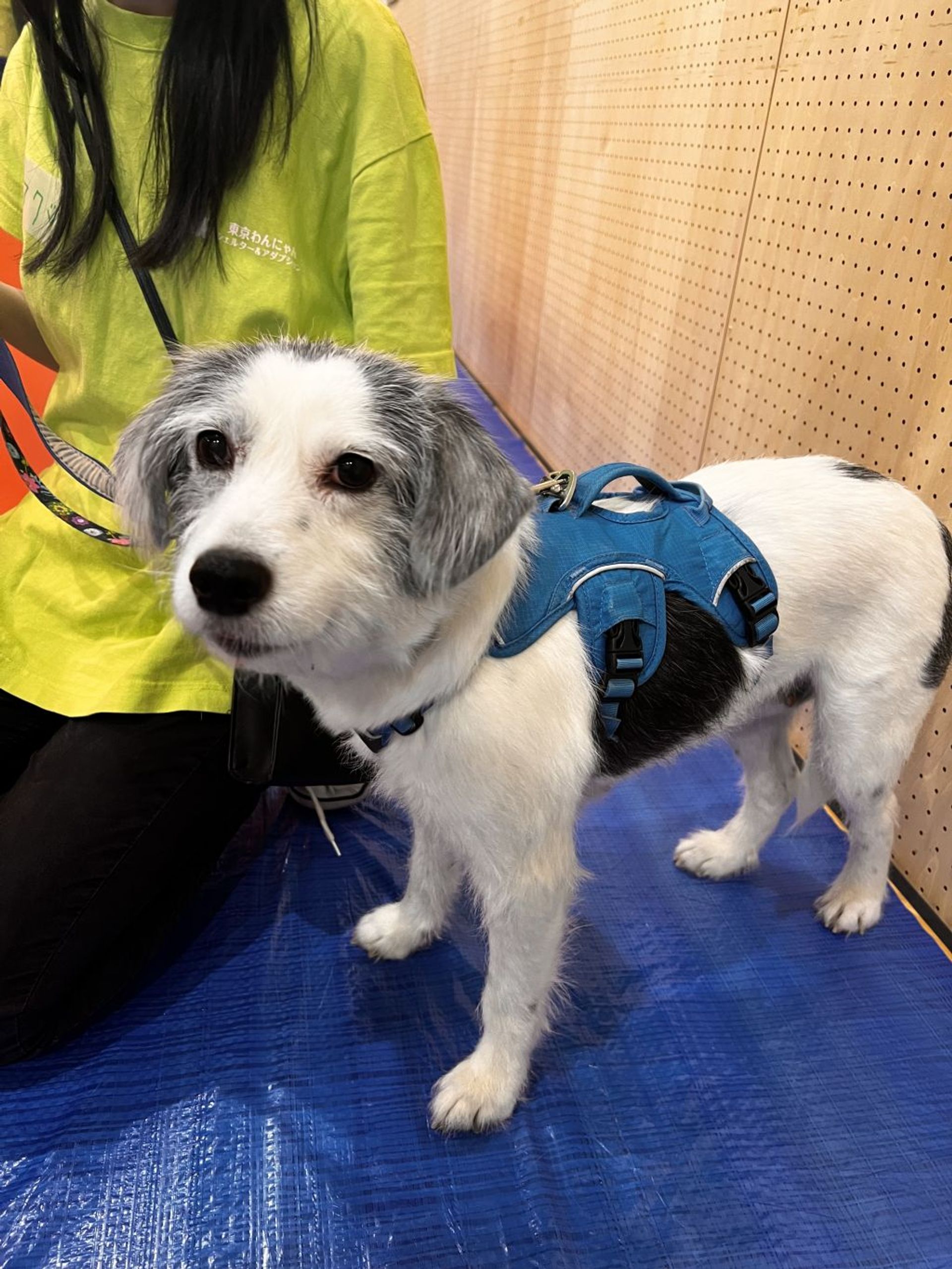 雑種（ミックス犬）・メスの里親募集の写真