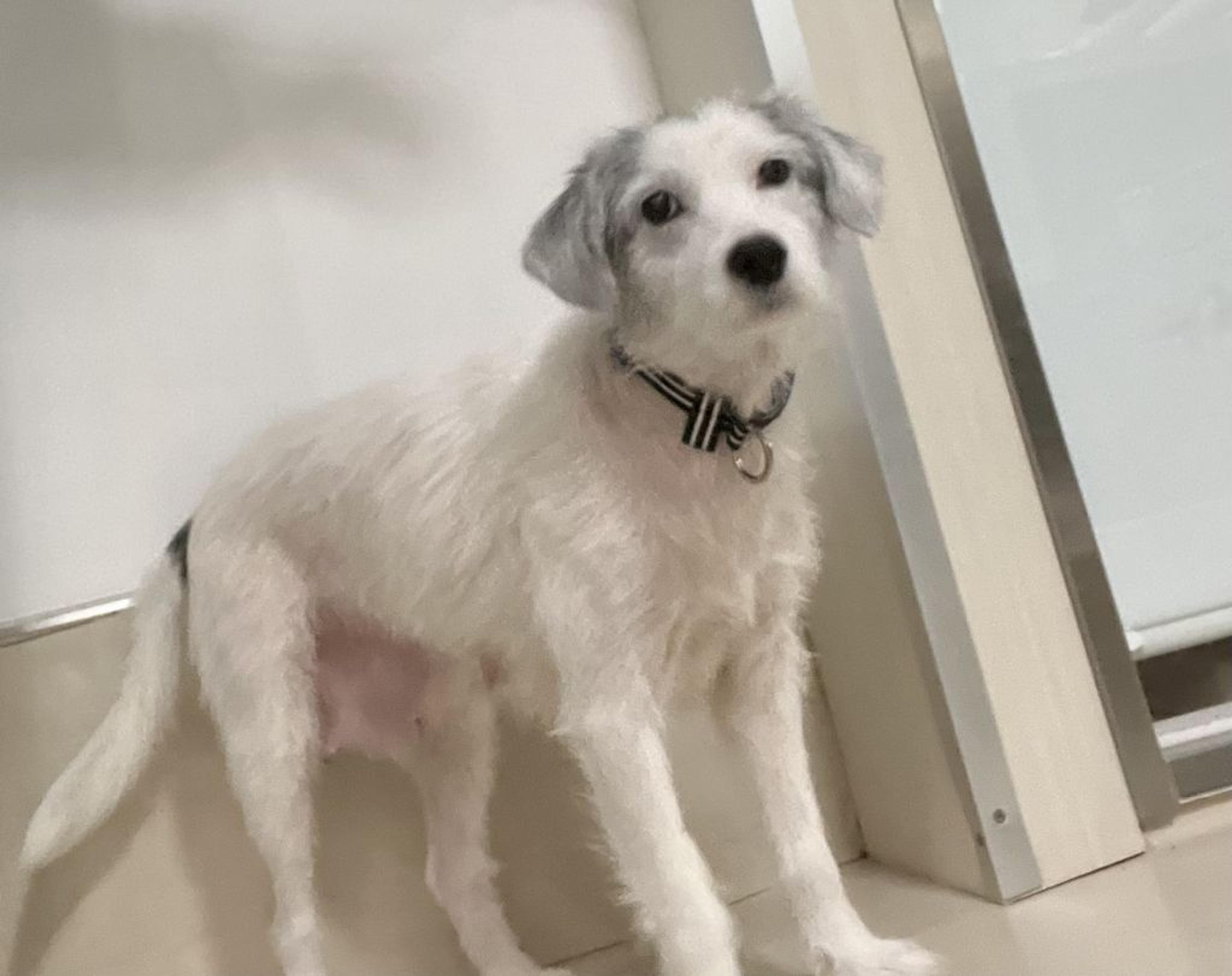 pet-image-3