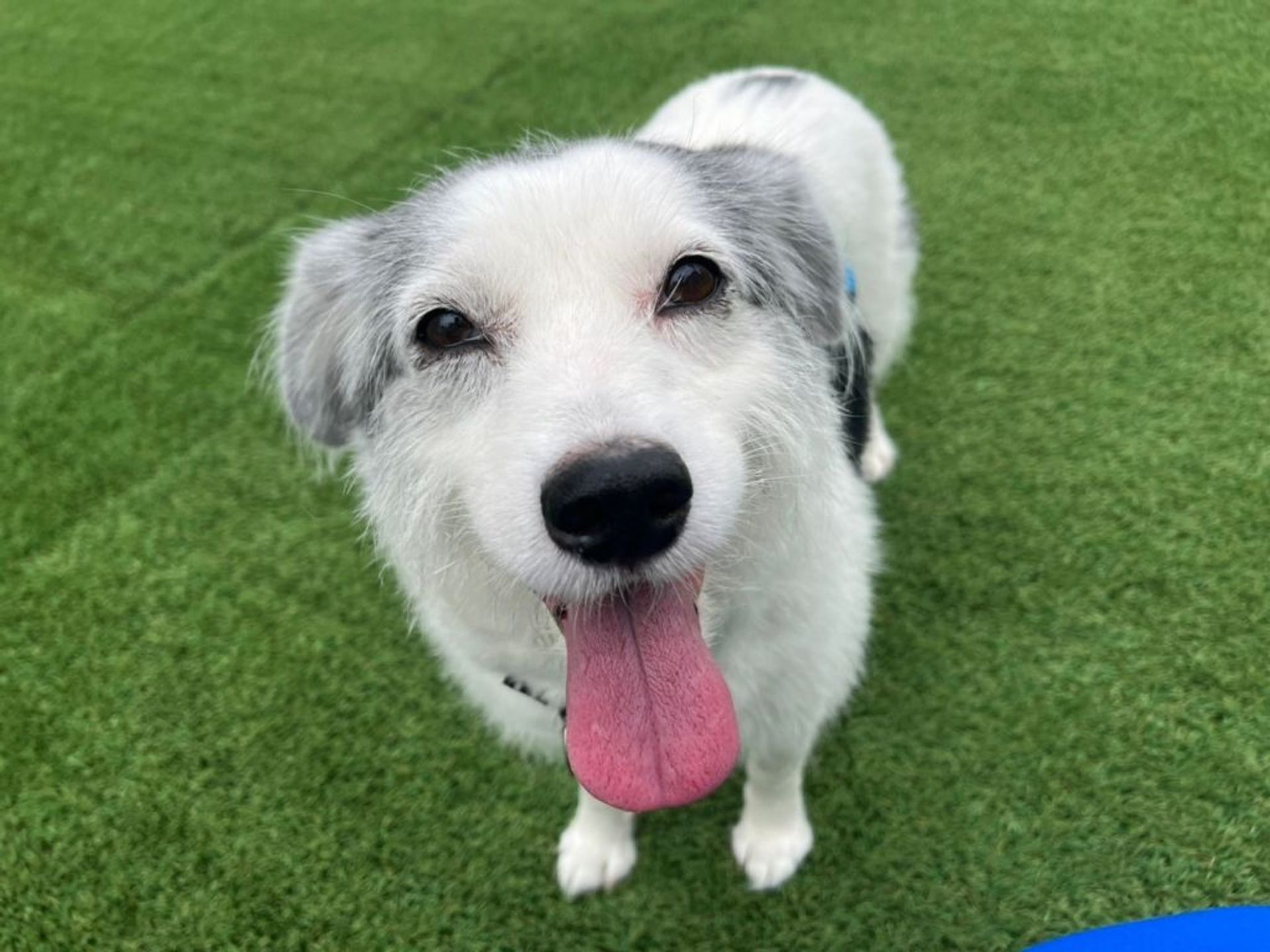 雑種（ミックス犬）・メスの里親募集の写真