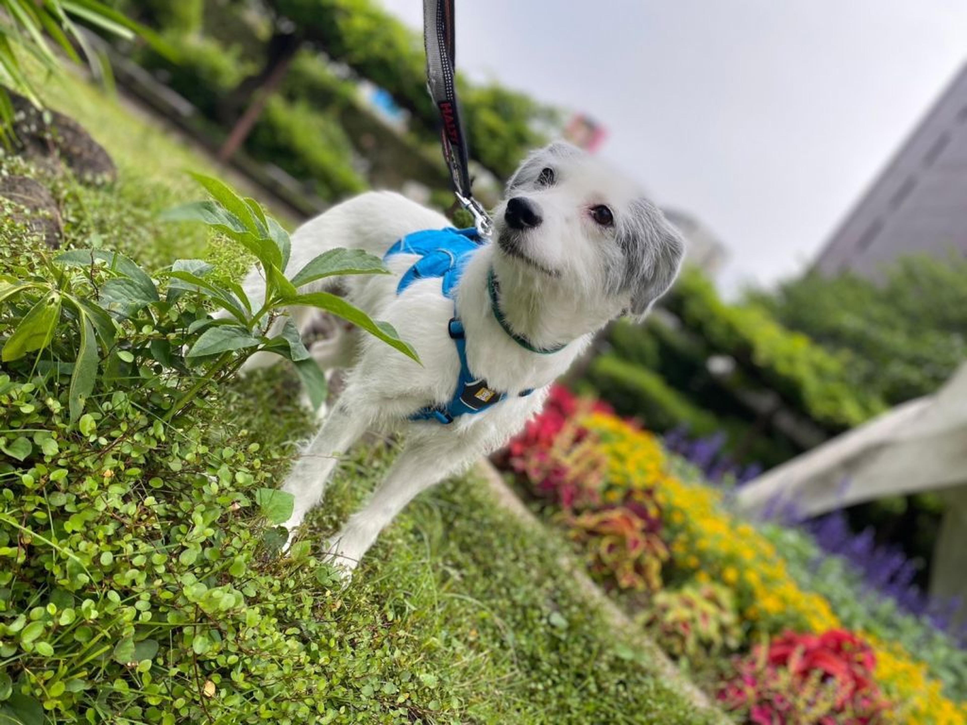 pet-image-4