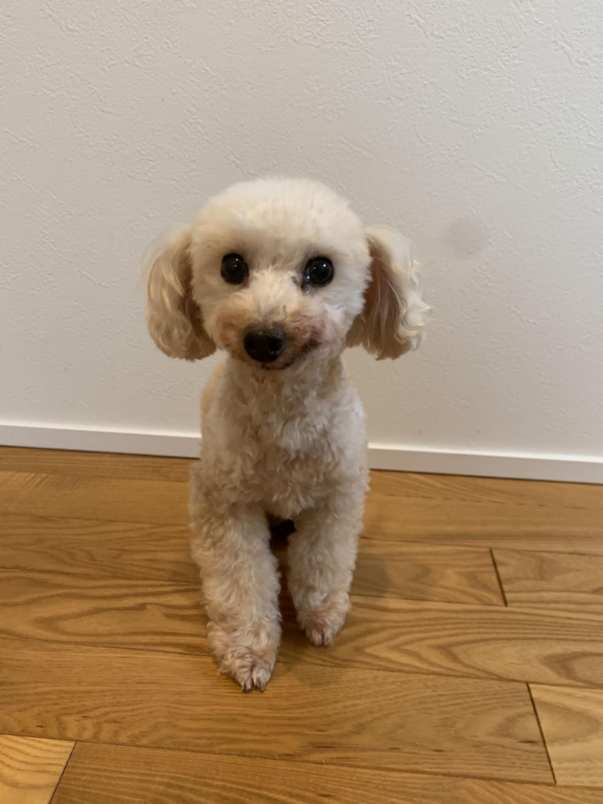 pet-image-4