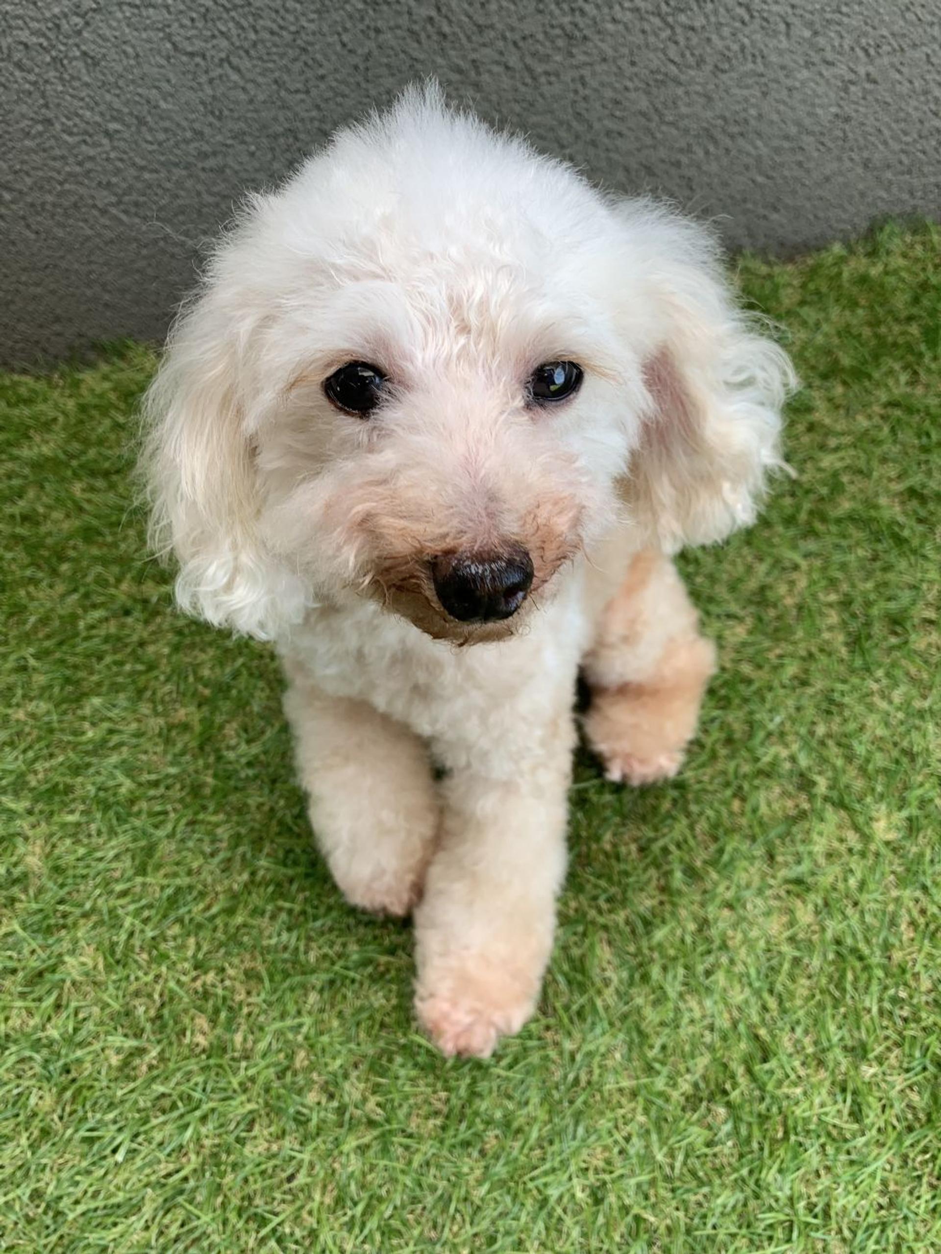 pet-image-5