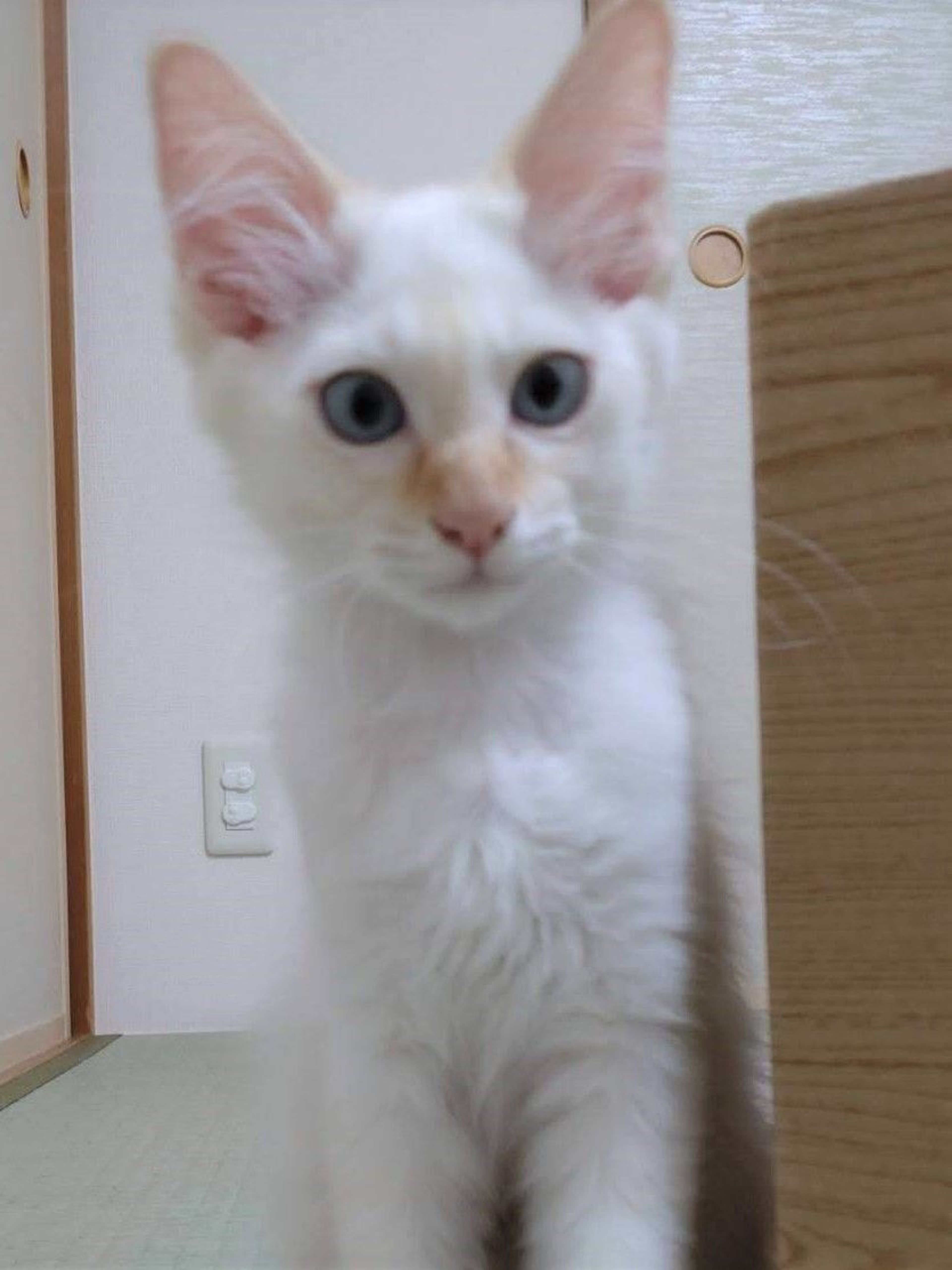 雑種（ミックス猫）・オスの里親募集の写真
